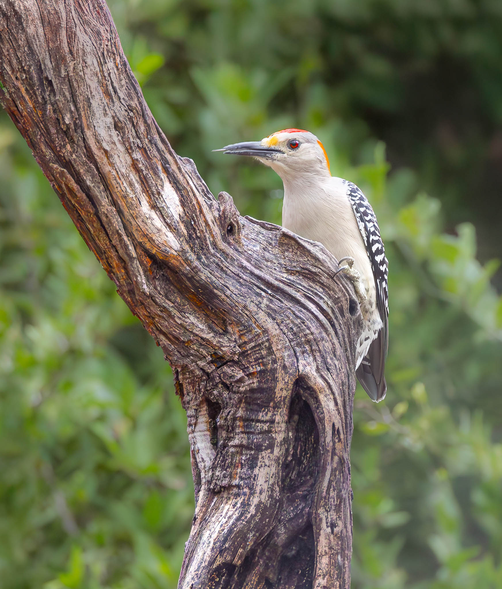 Golden-fronted Woodpecker