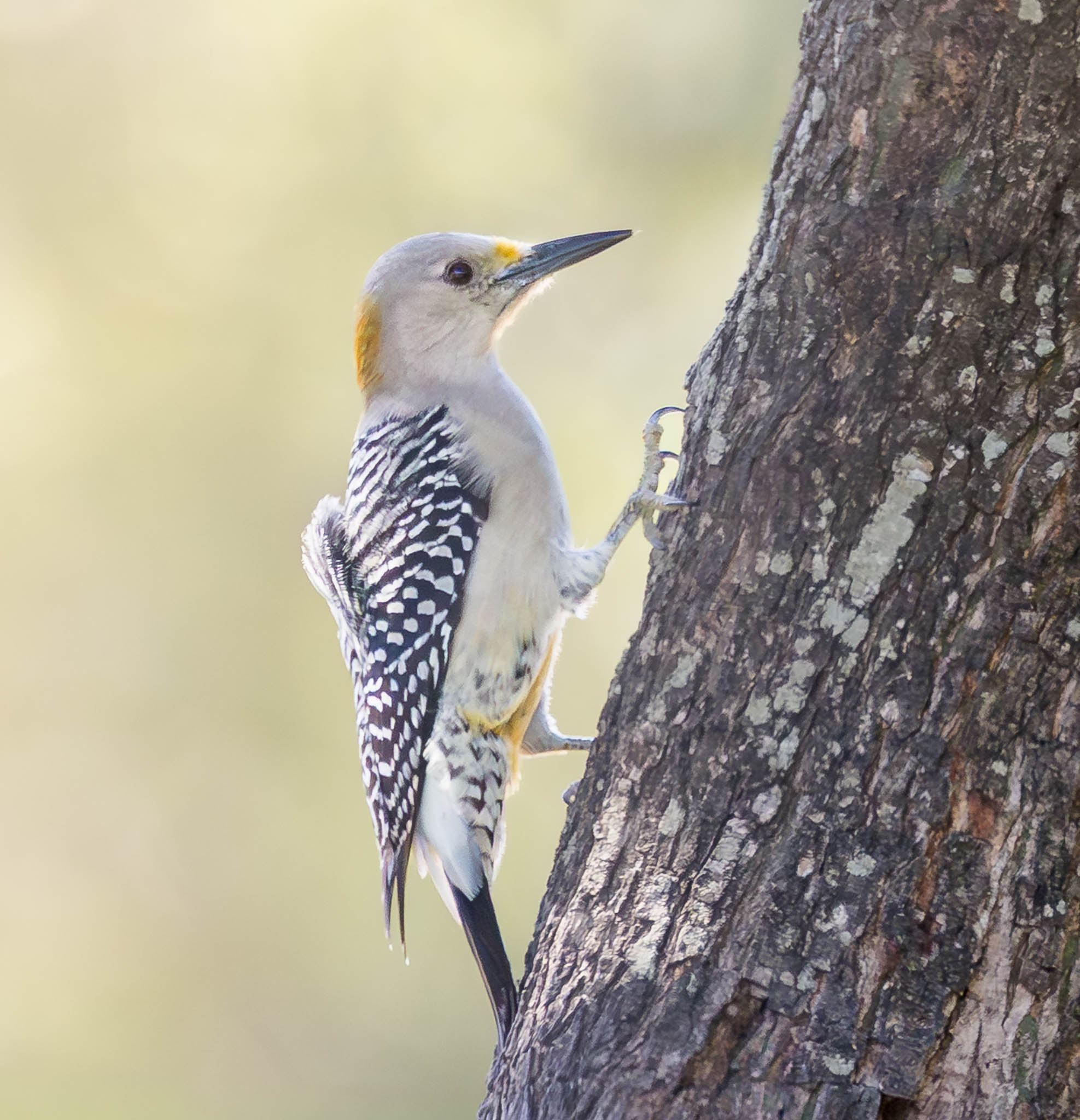 Golden-fronted Woodpecker