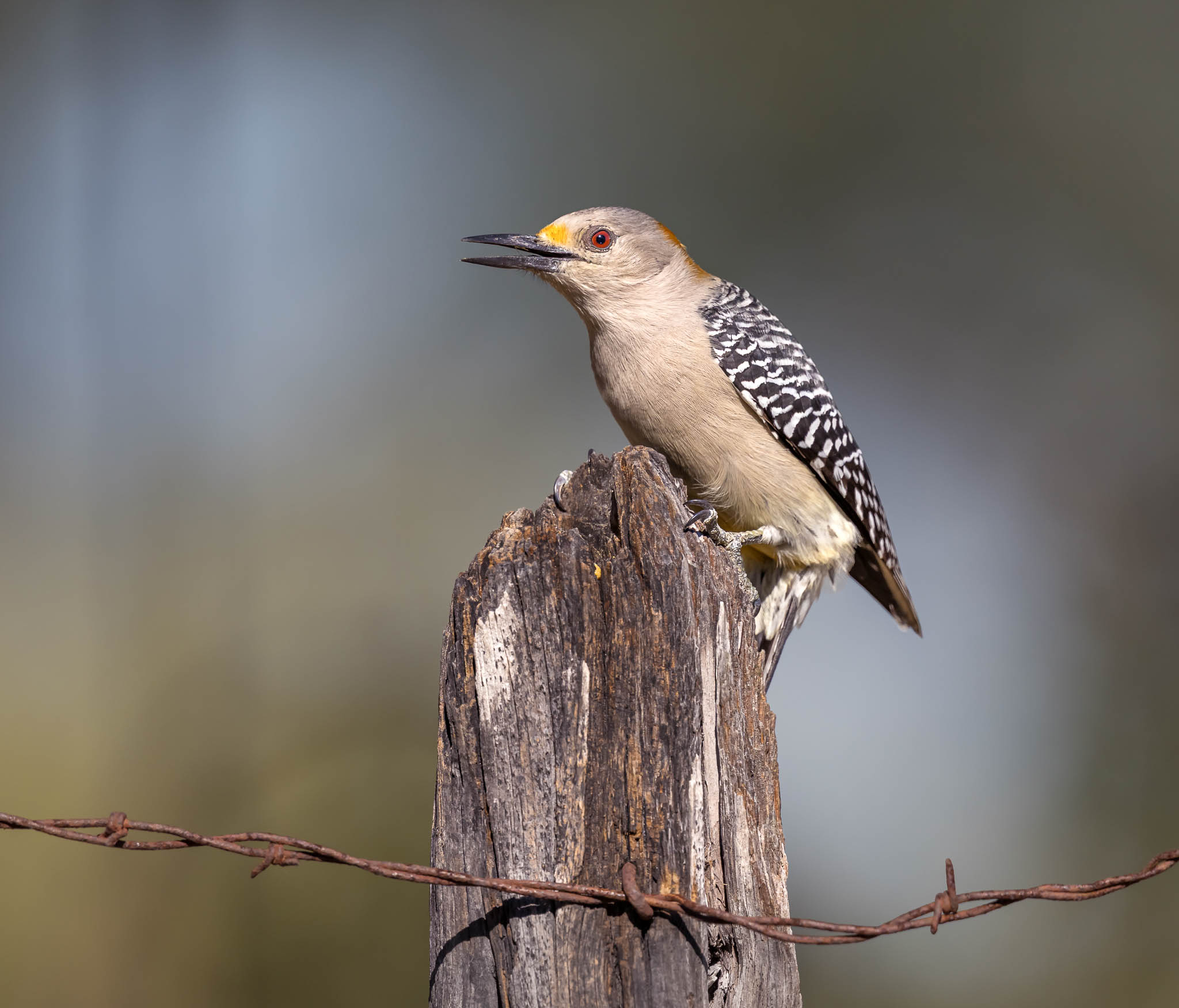 Golden-fronted Woodpecker