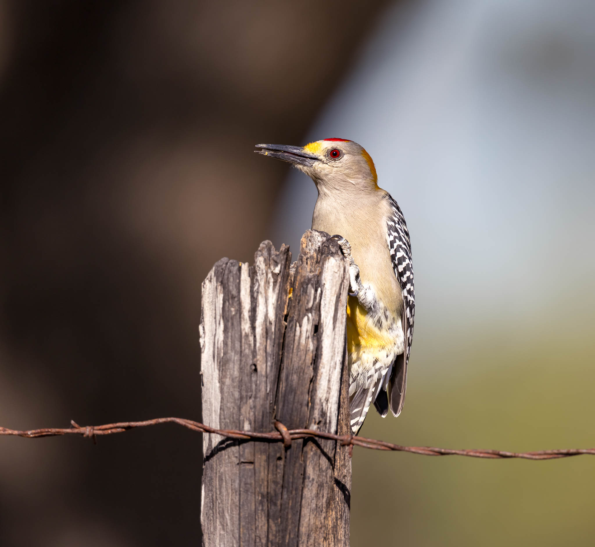 Golden-fronted Woodpecker