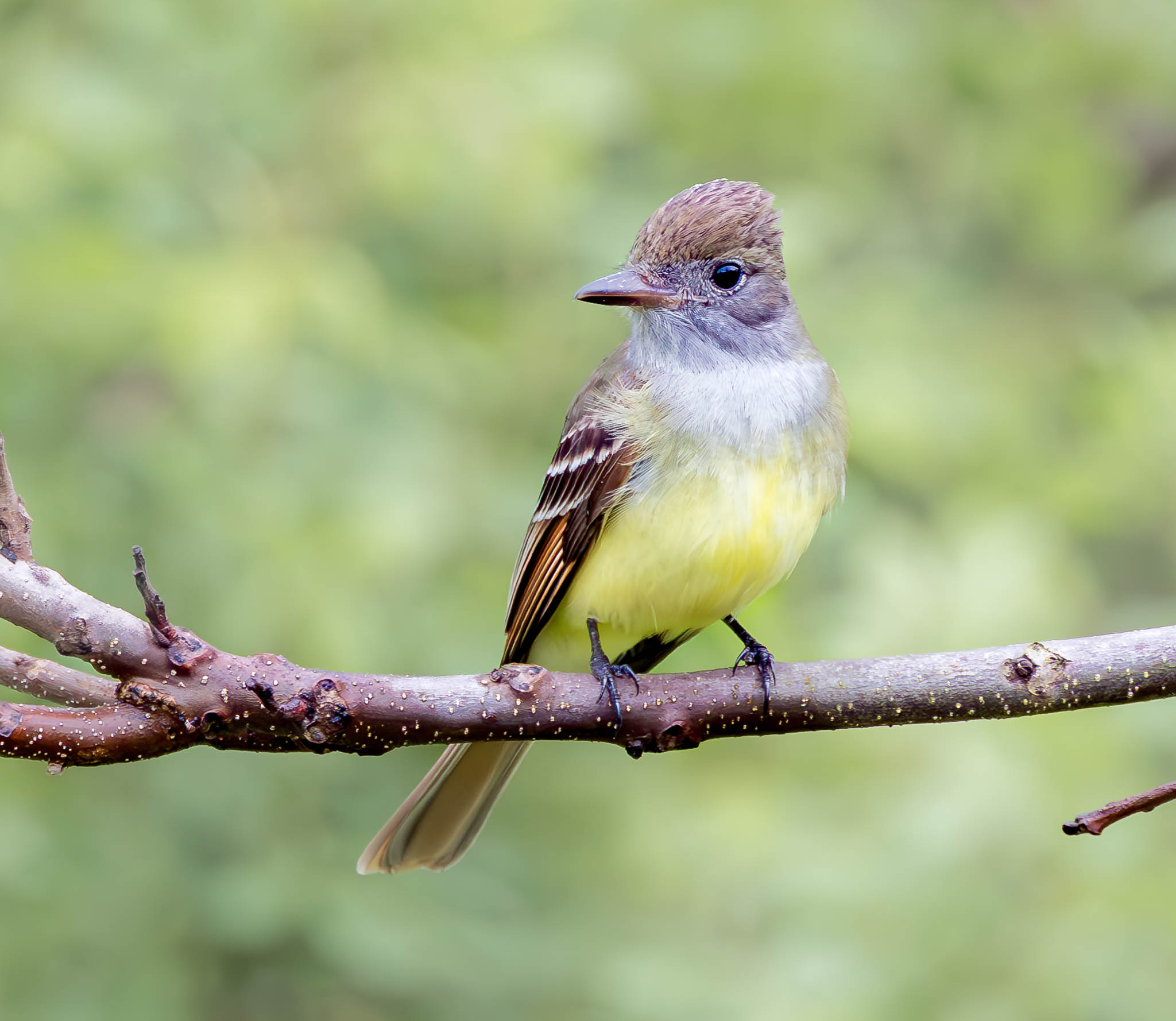 Great Crested Flycatcher