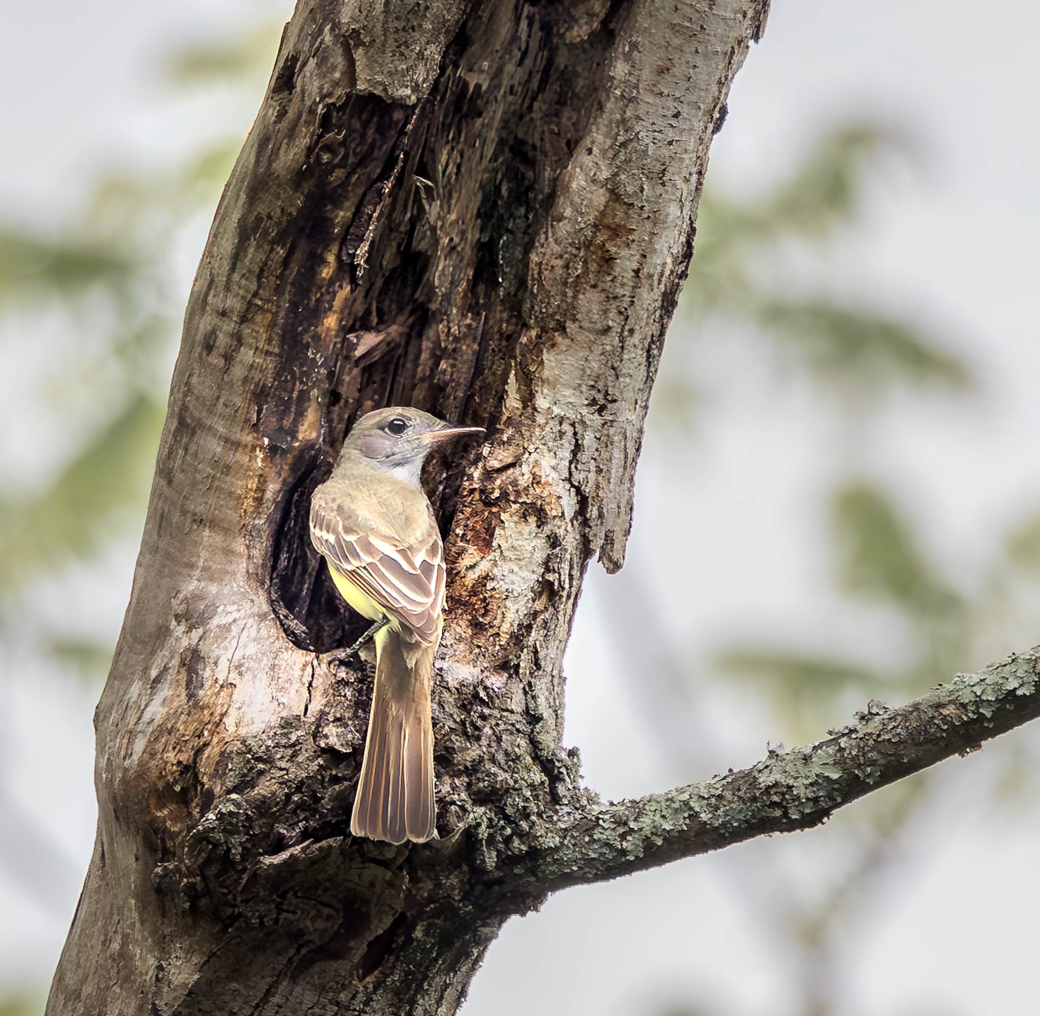 Great Crested Flycatcher