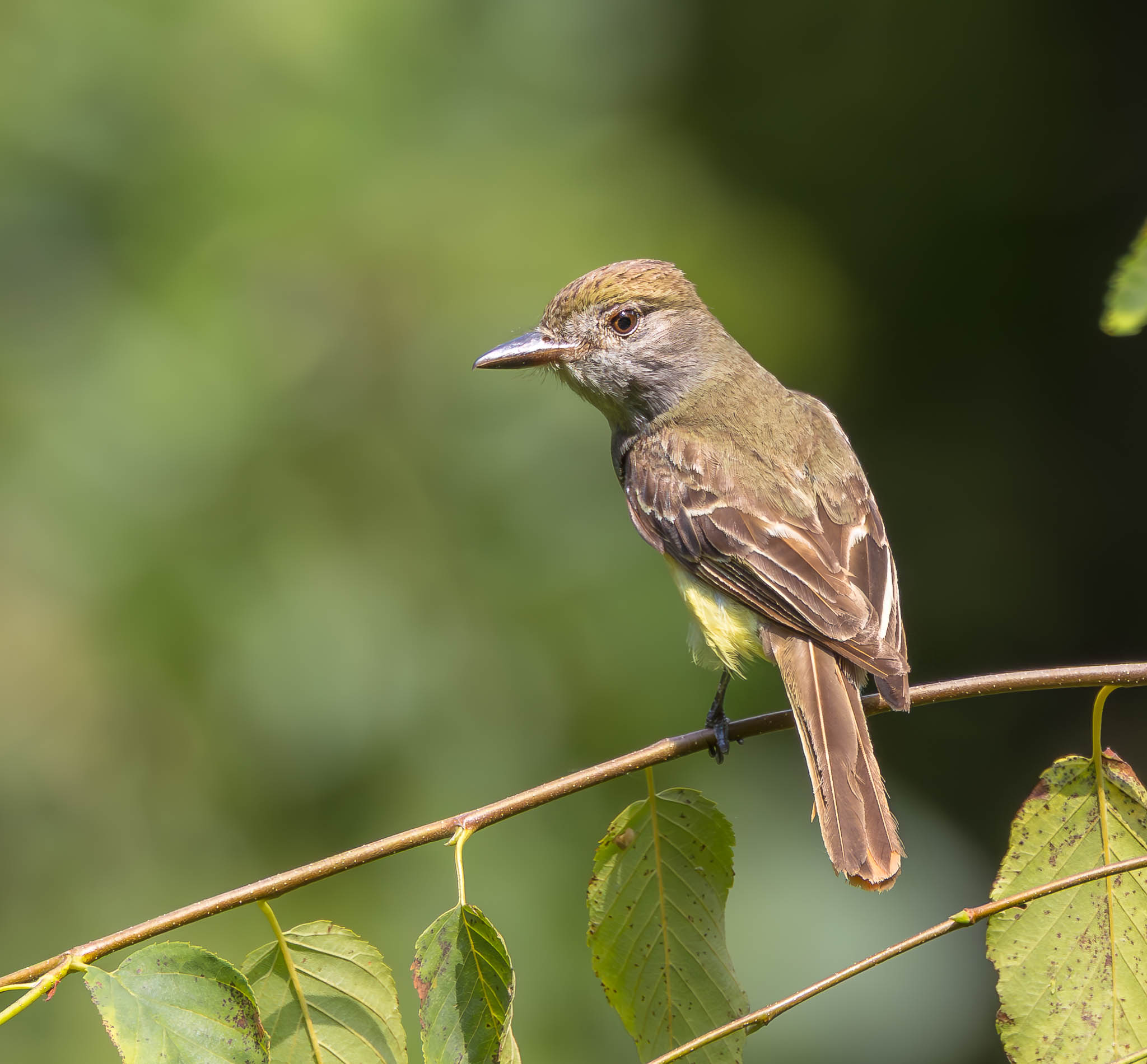 Great Crested Flycatcher