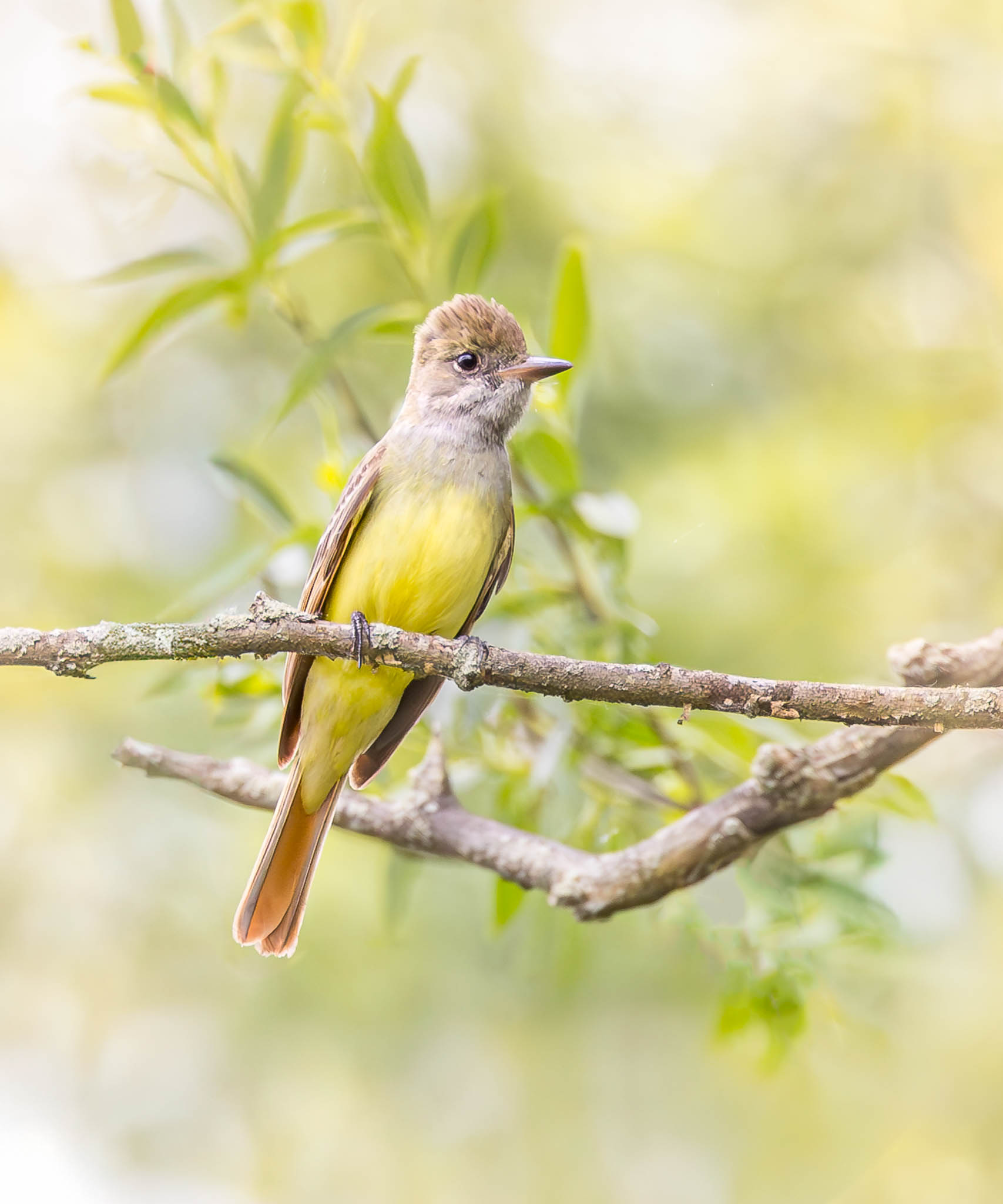 Great Crested Flycatcher