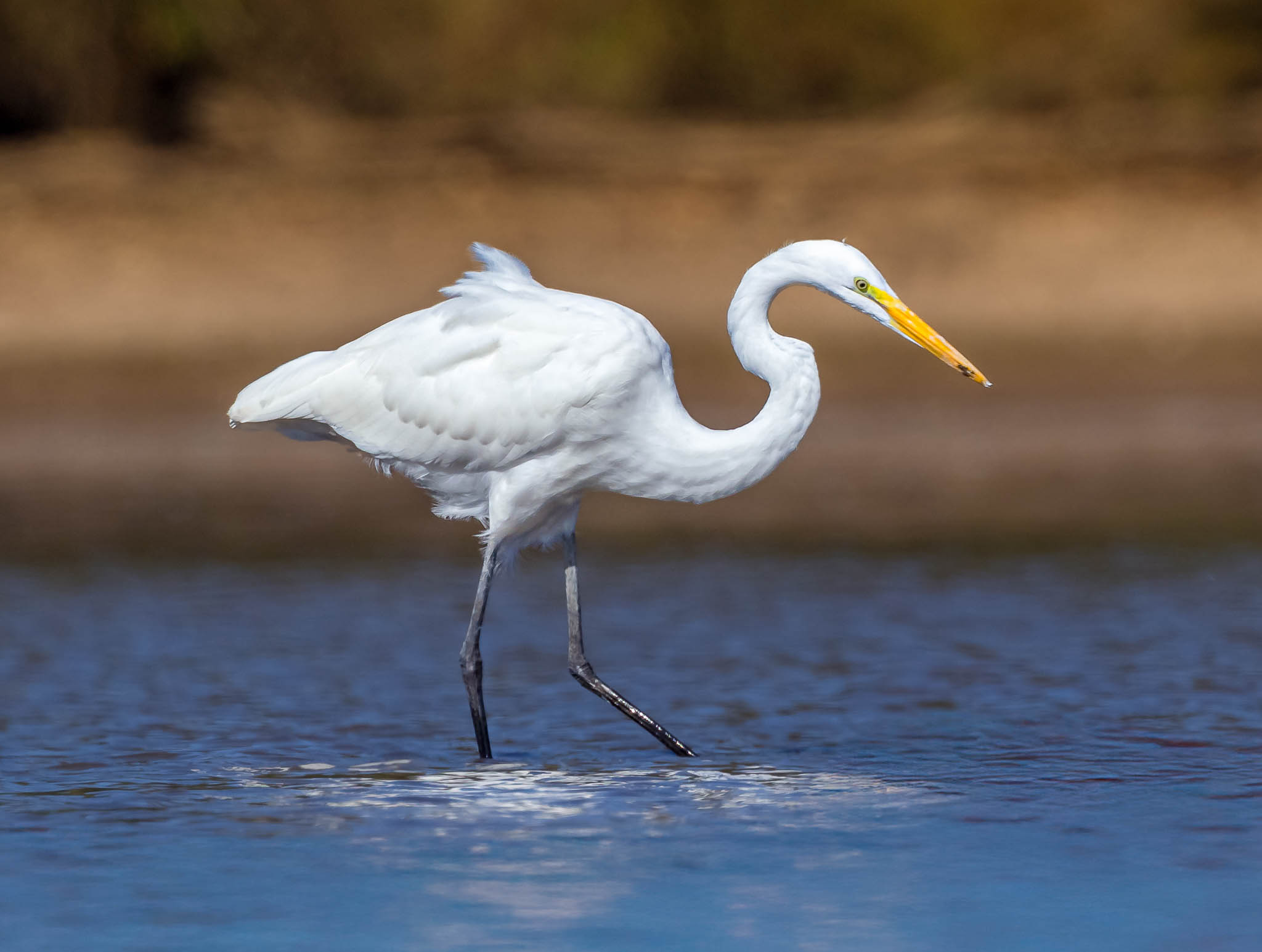 Great Egret