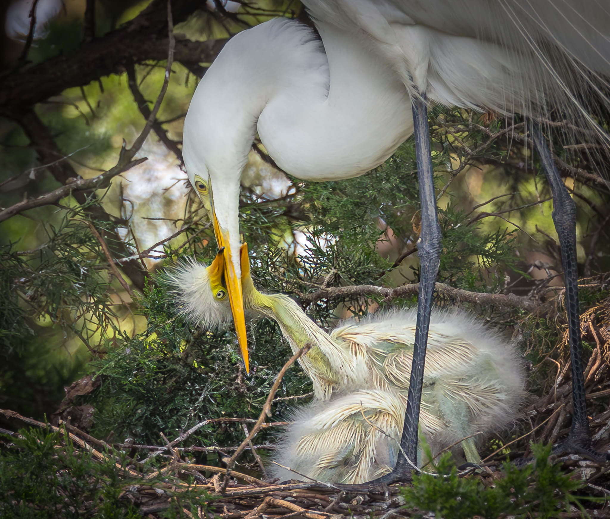 Great Egret
