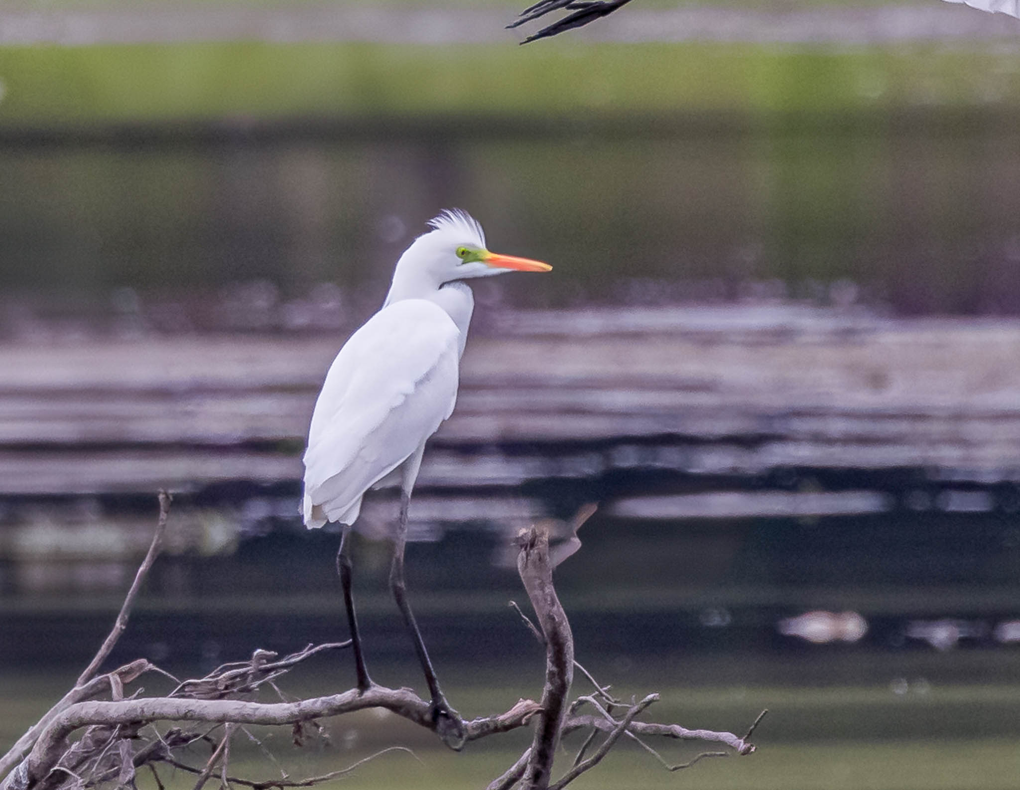 Great Egret