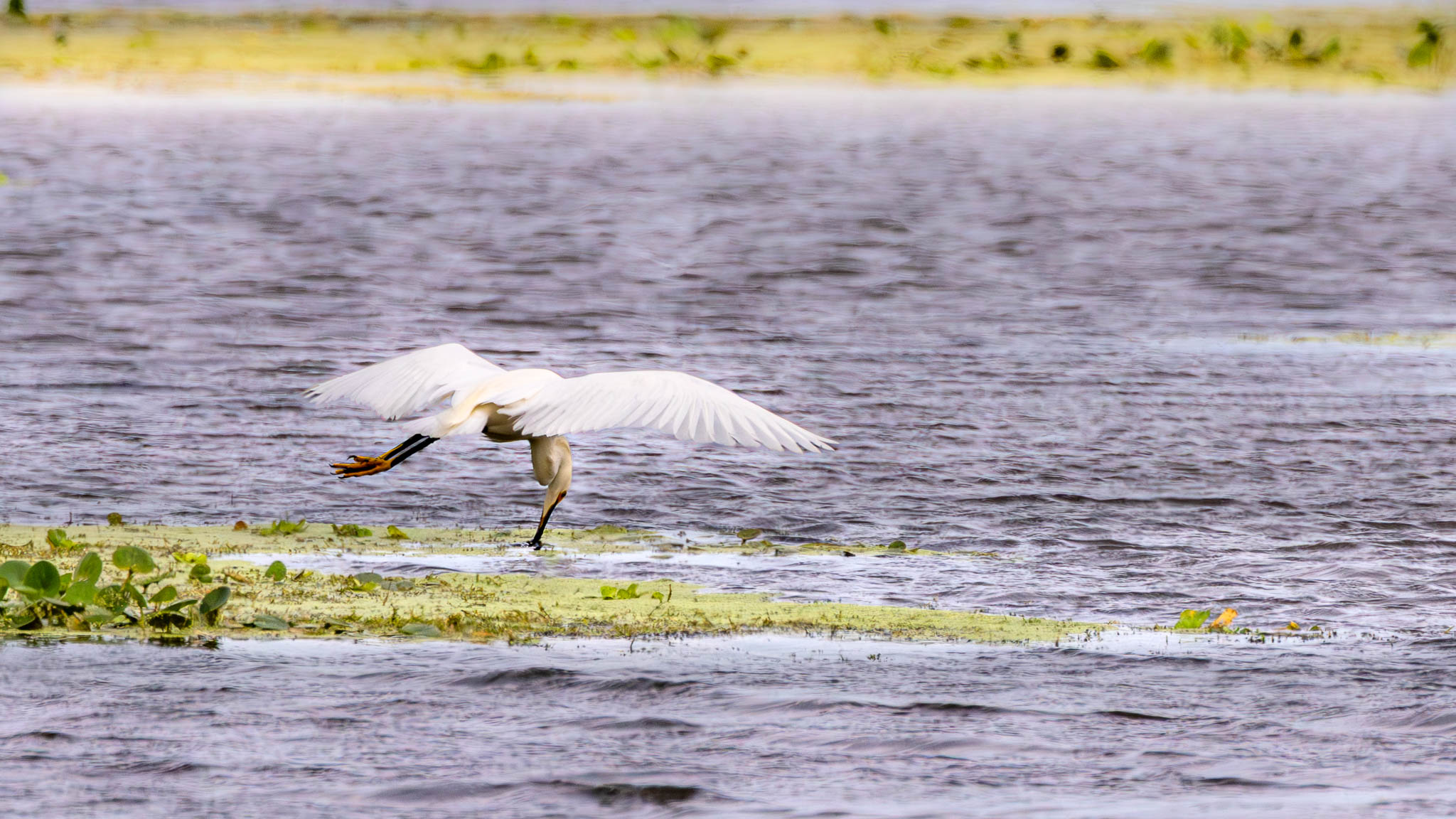 Great Egret