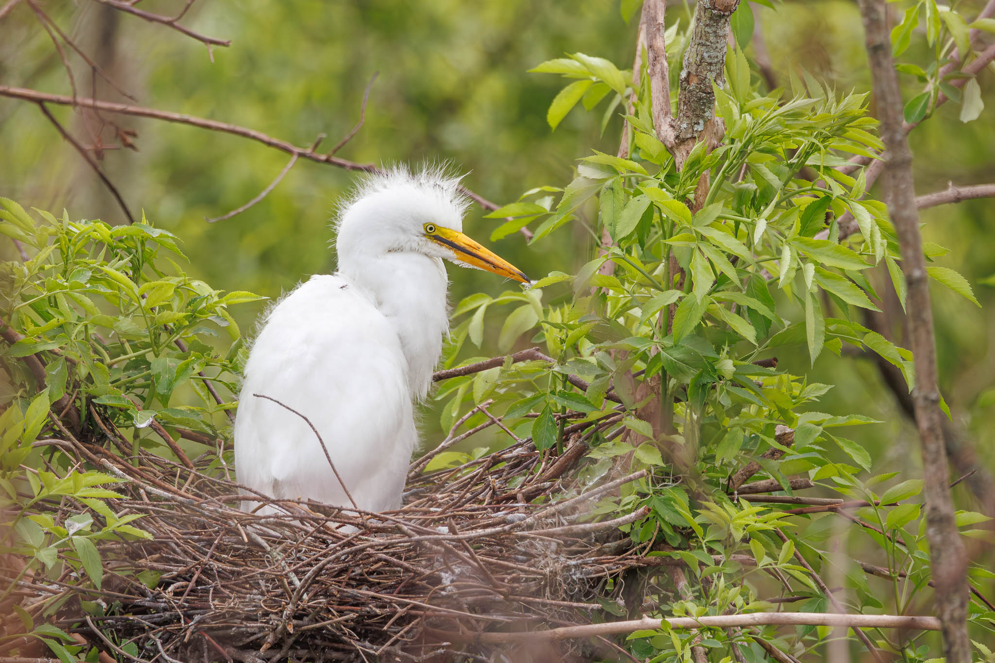 Great Egret