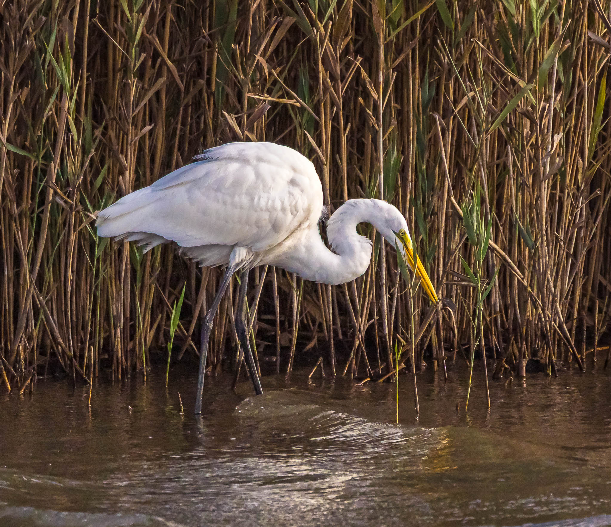 Great Egret