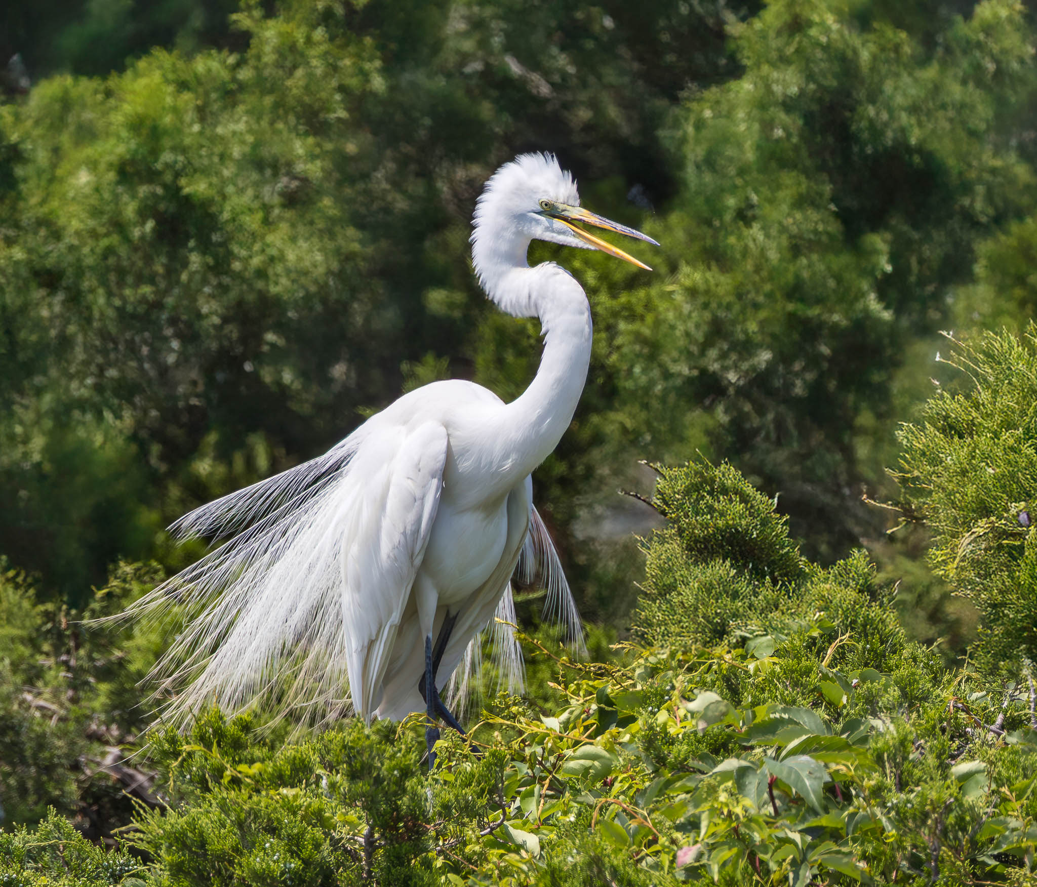 Great Egret