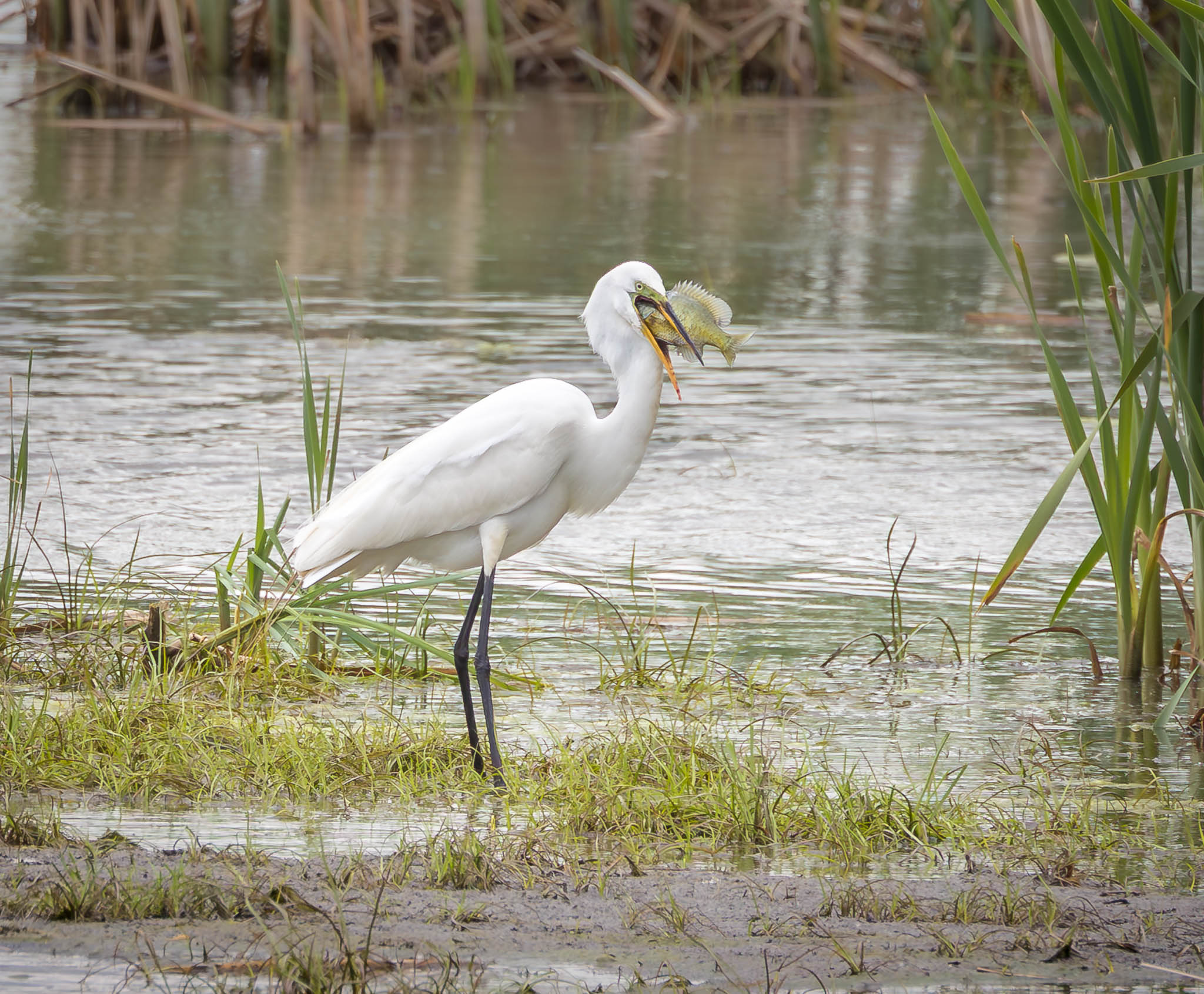 Great Egret