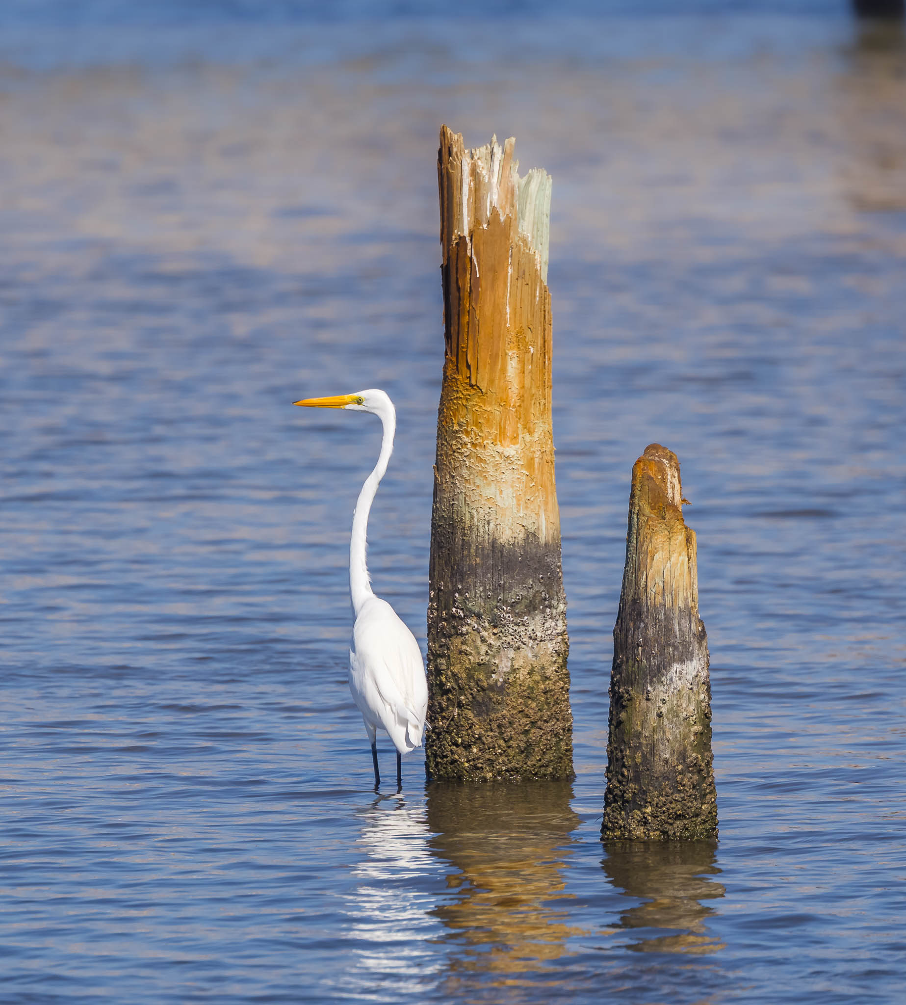 Great Egret