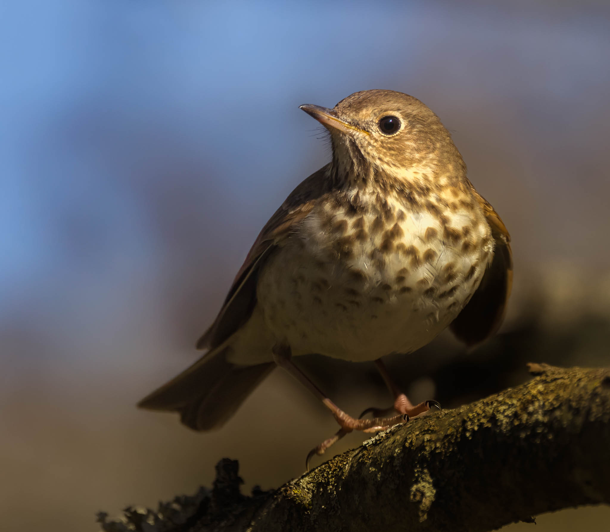 Hermit Thrush