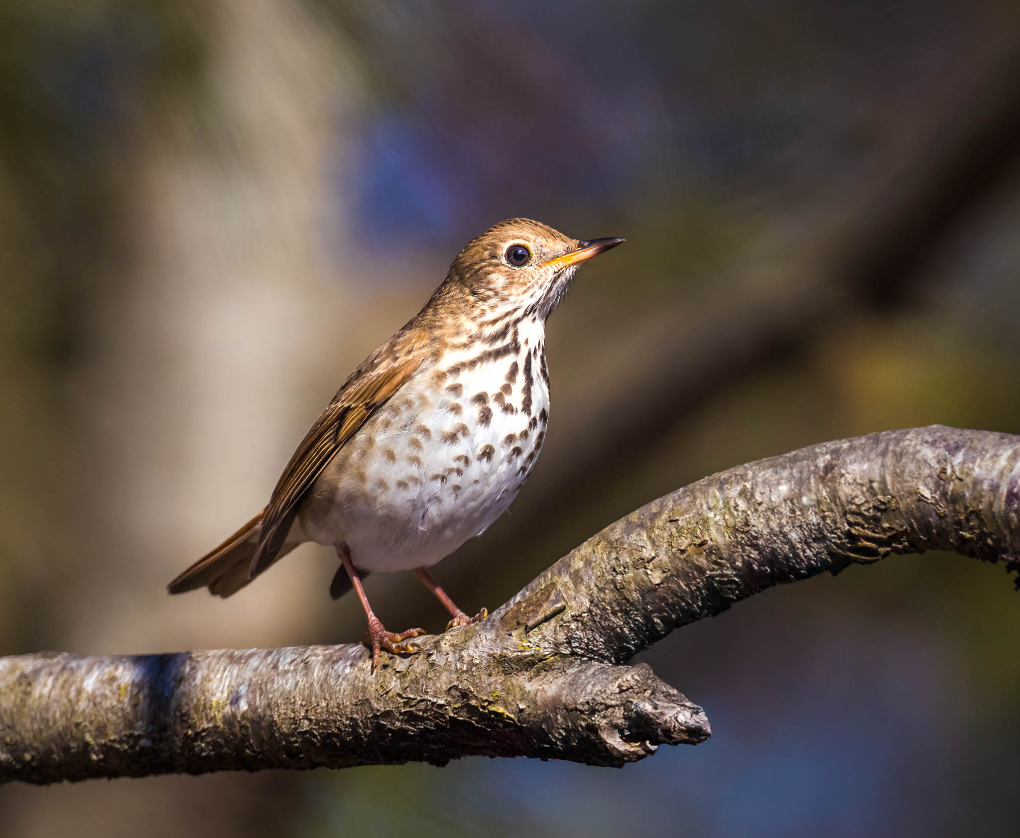 Hermit Thrush