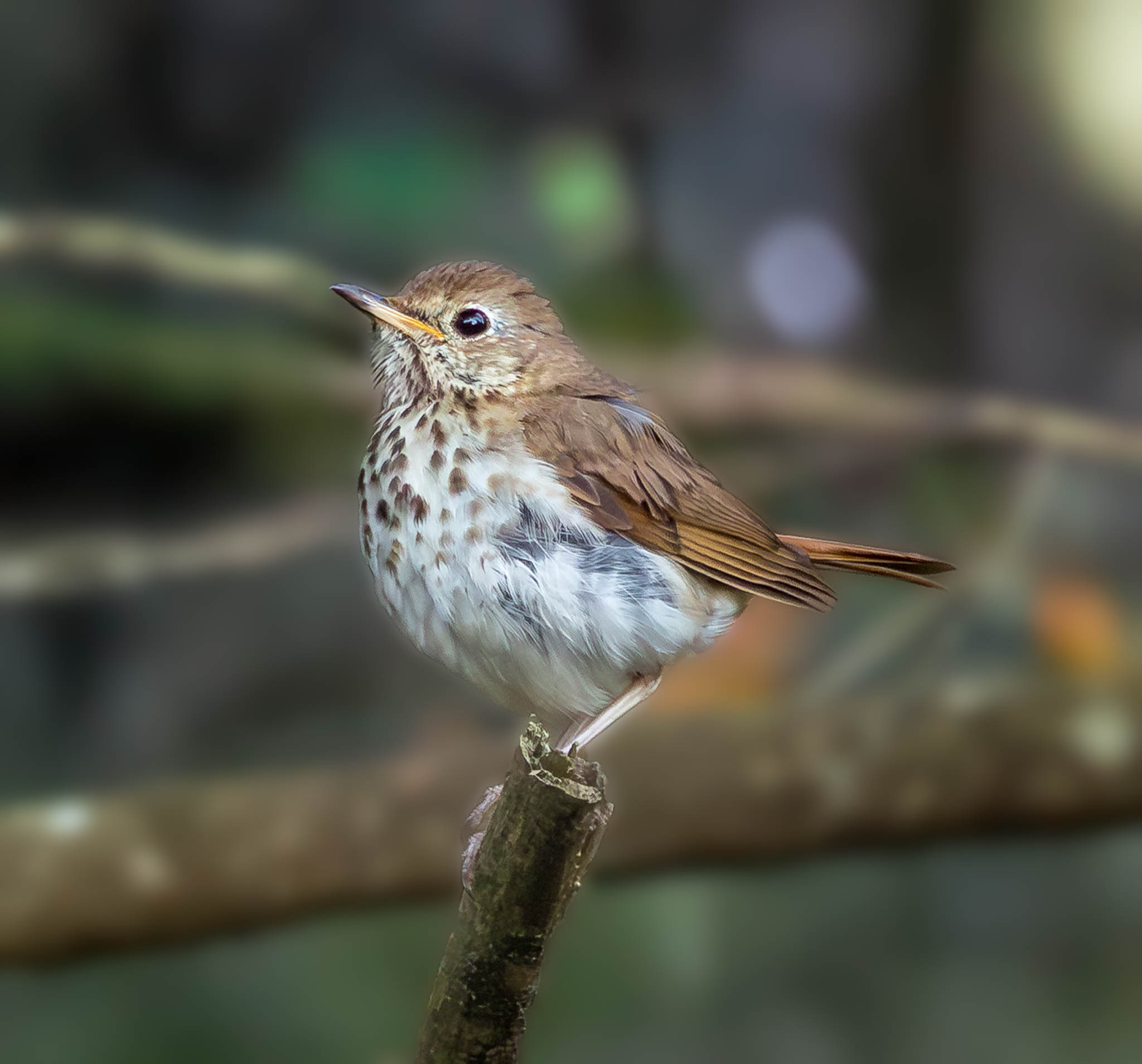 Hermit Thrush