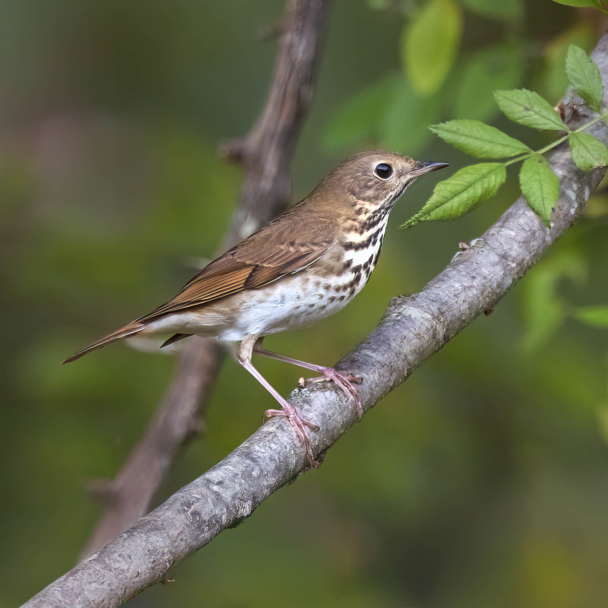 Hermit Thrush