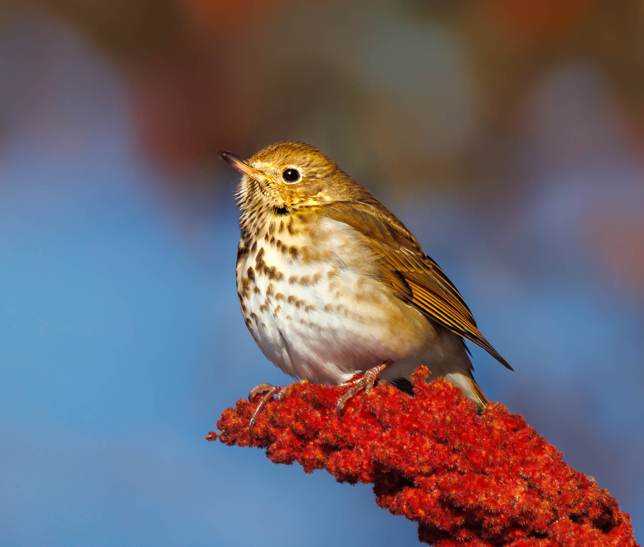 Hermit Thrush
