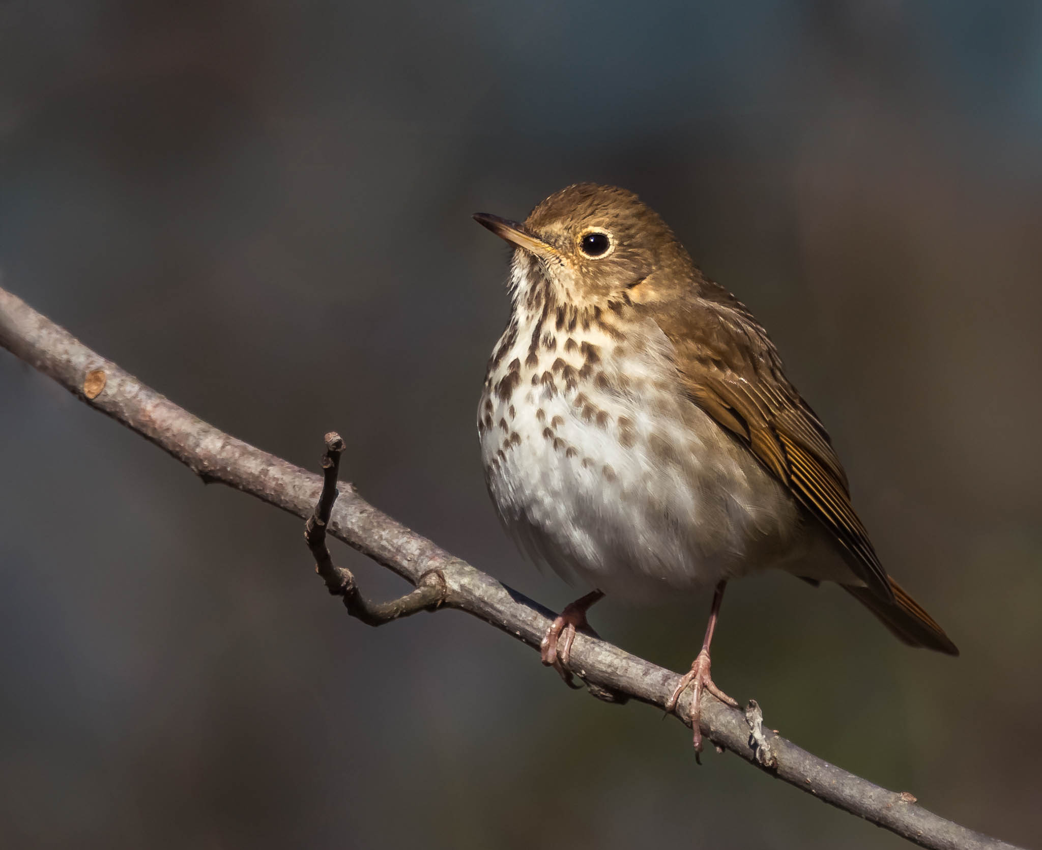 Hermit Thrush