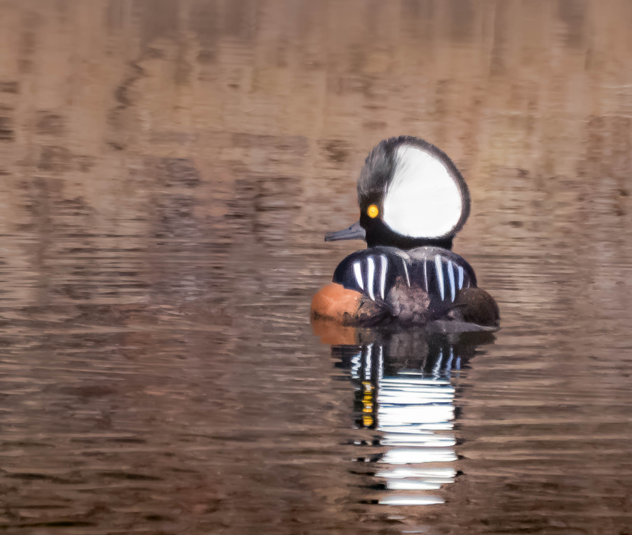 Hooded Merganser