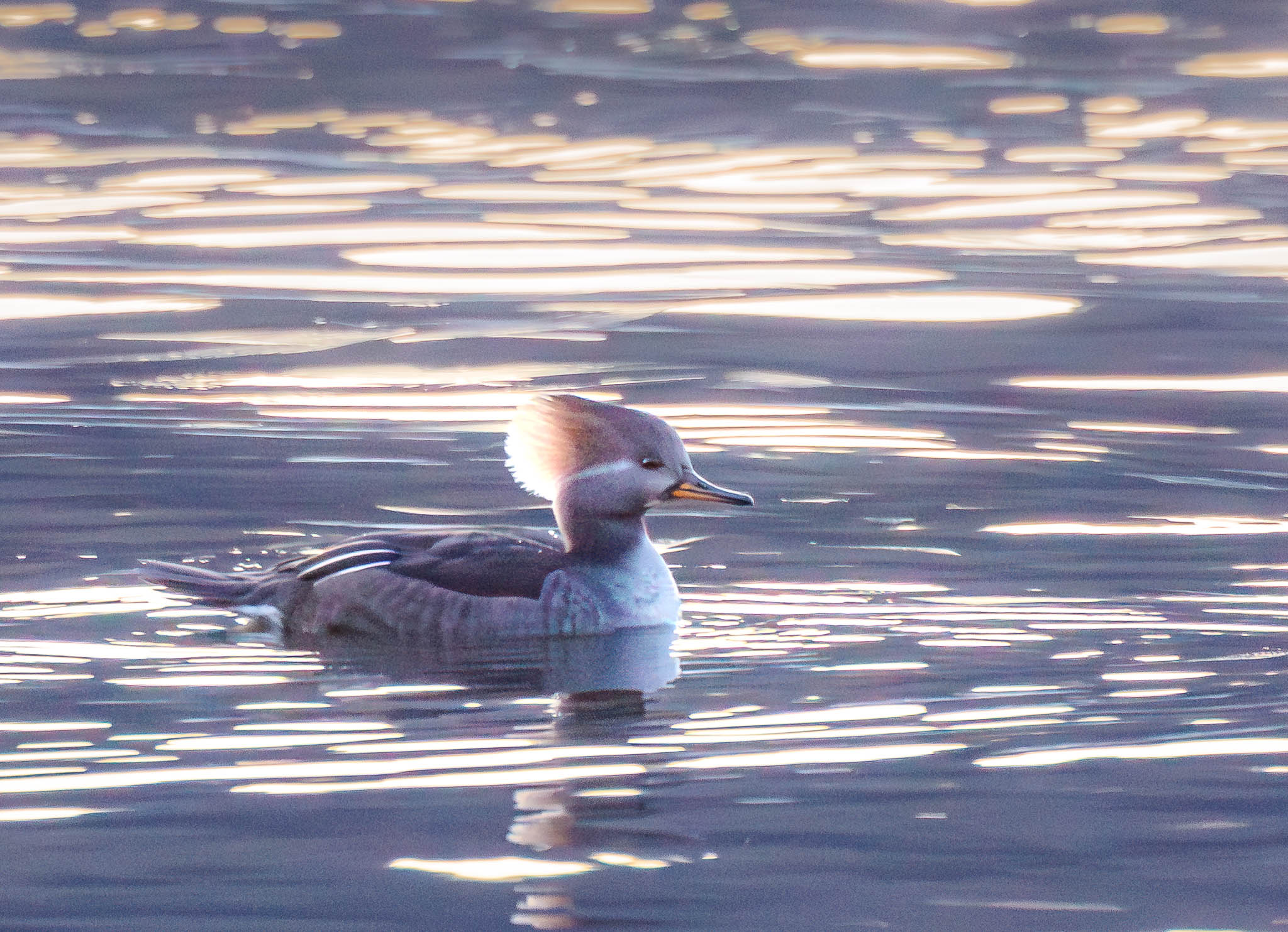 Hooded Merganser