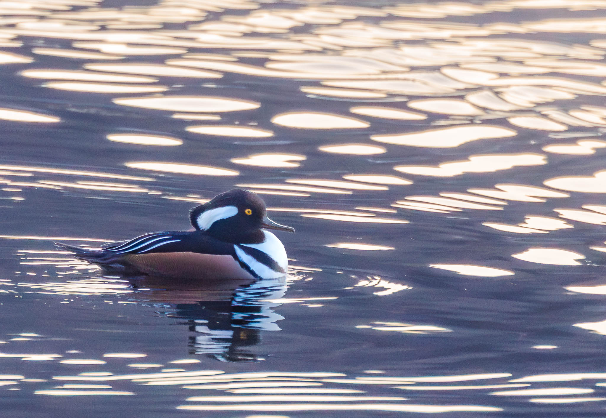 Hooded Merganser