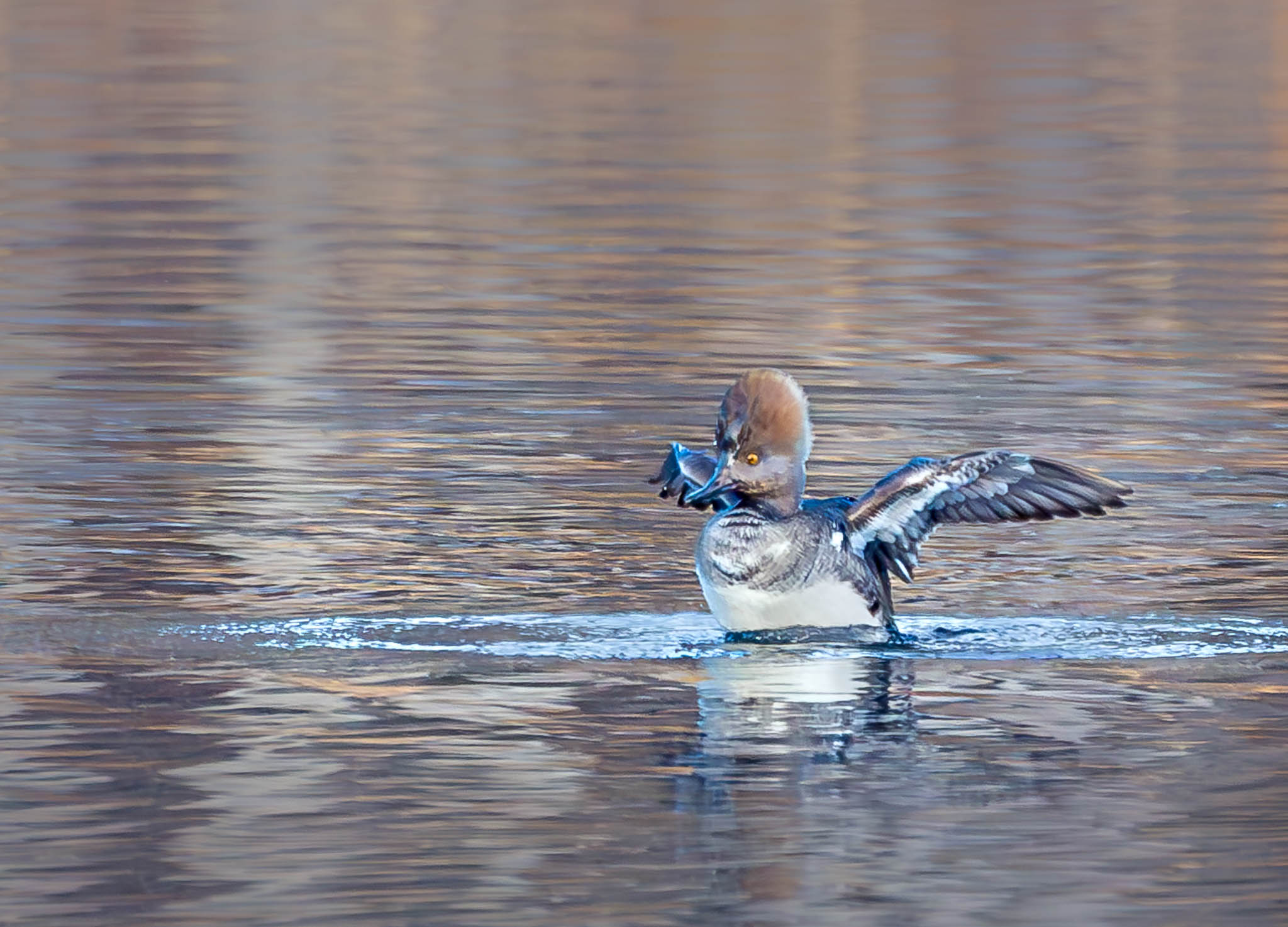 Hooded Merganser
