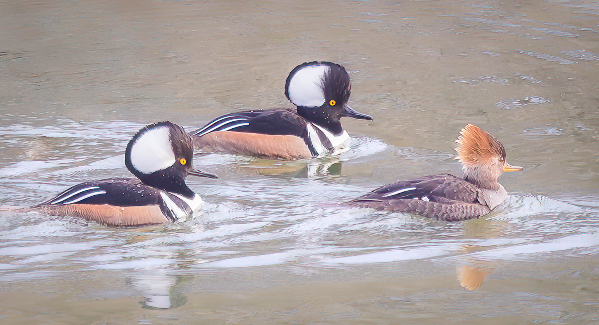 Hooded Merganser