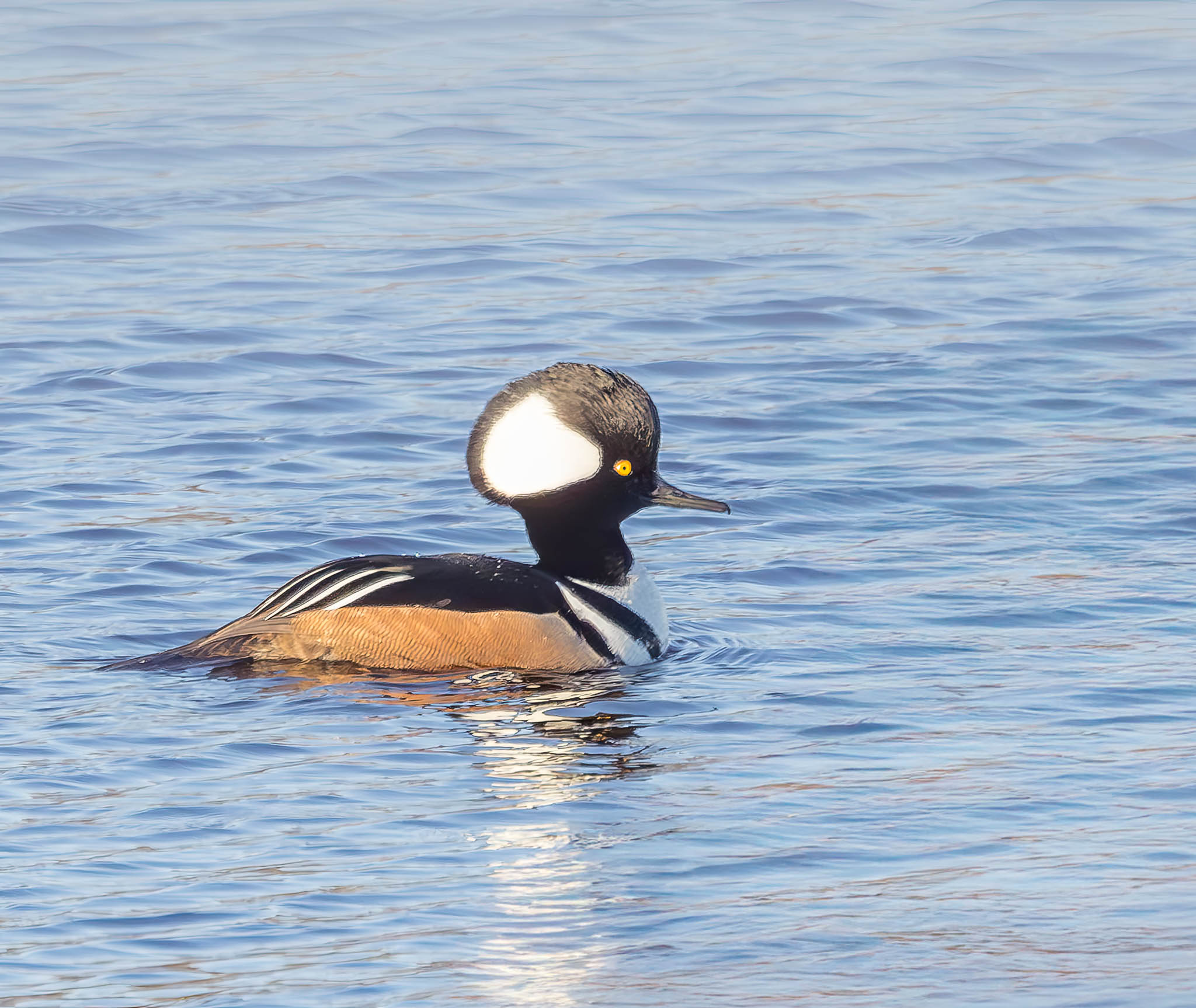 Hooded Merganser