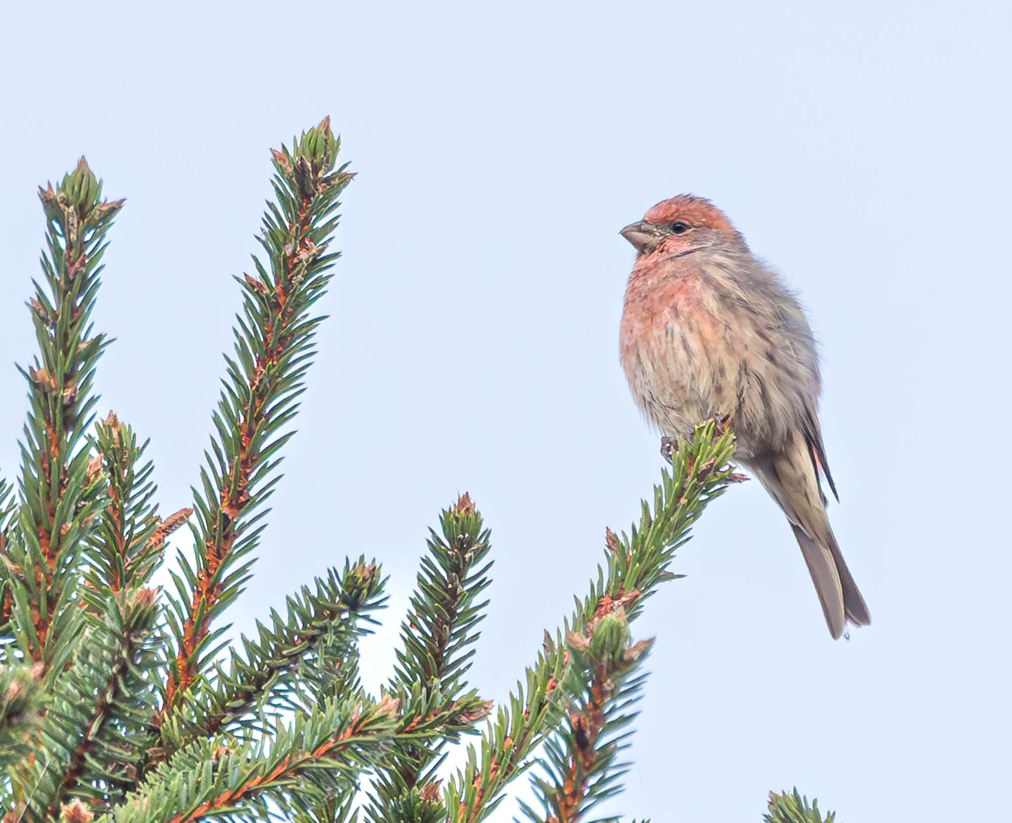 House Finch