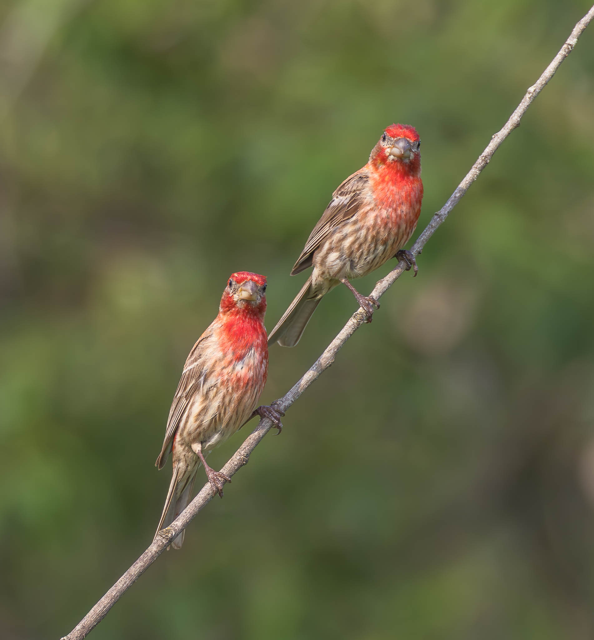 House Finch