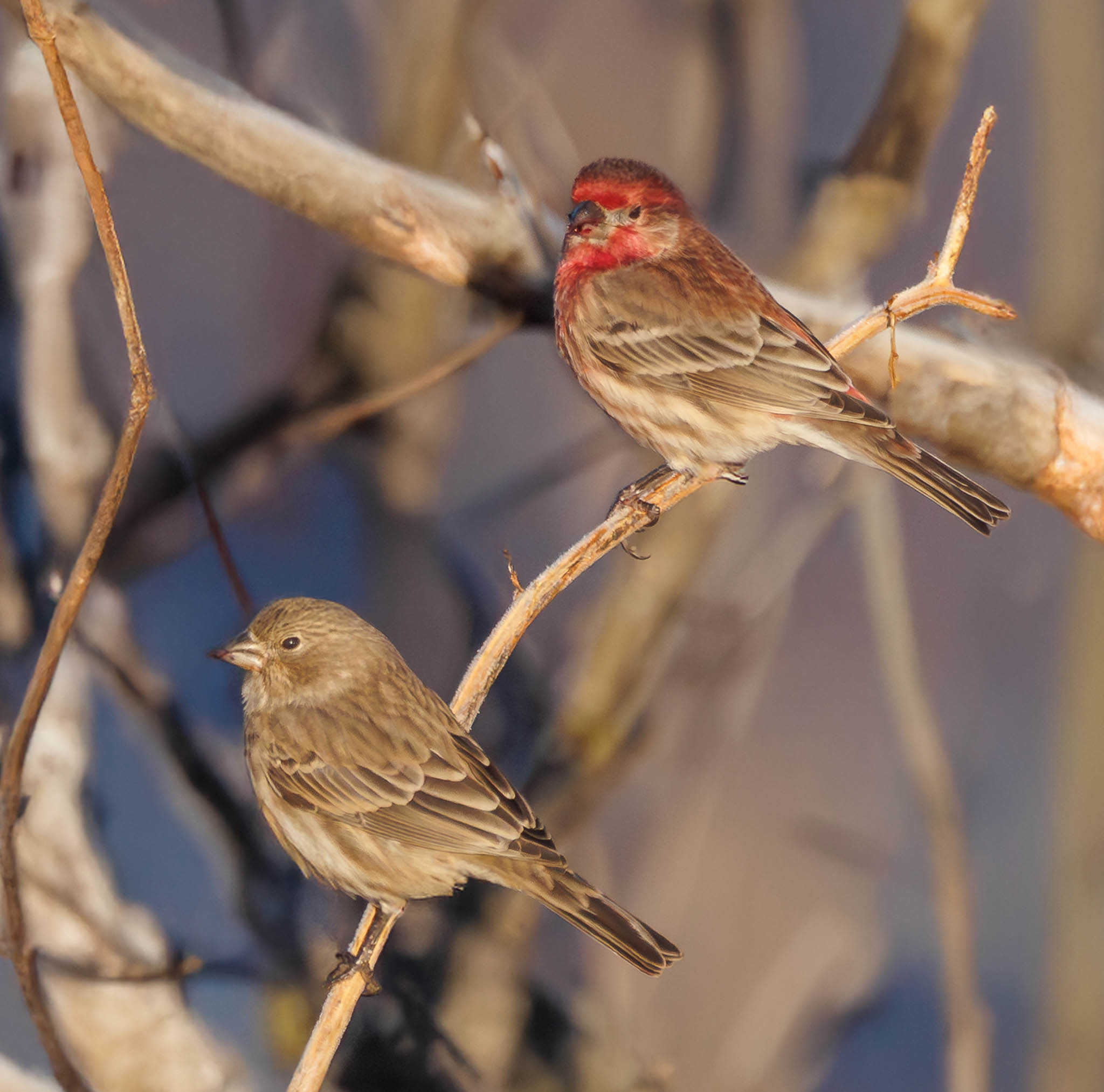 House Finch
