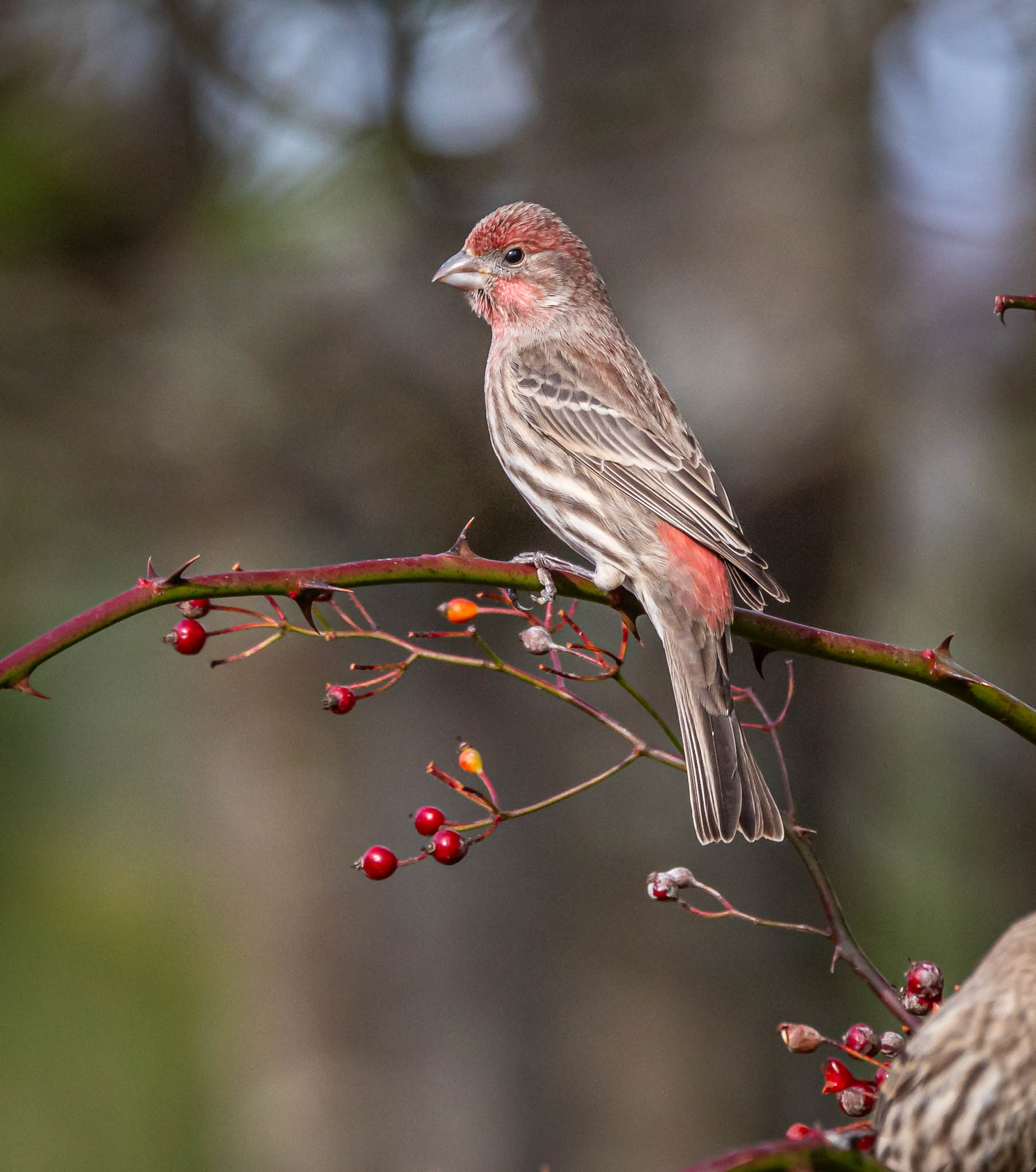House Finch