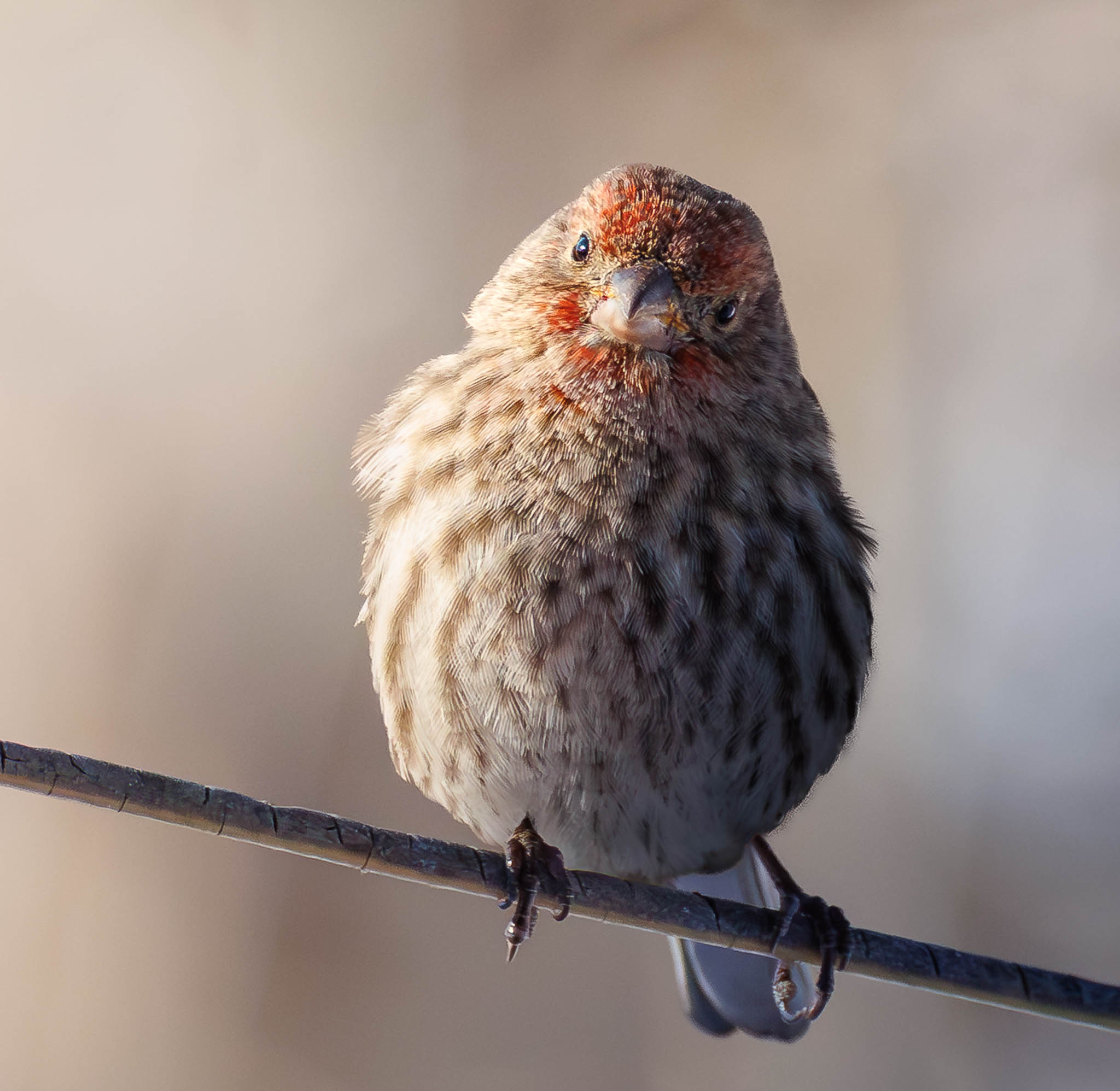 House Finch
