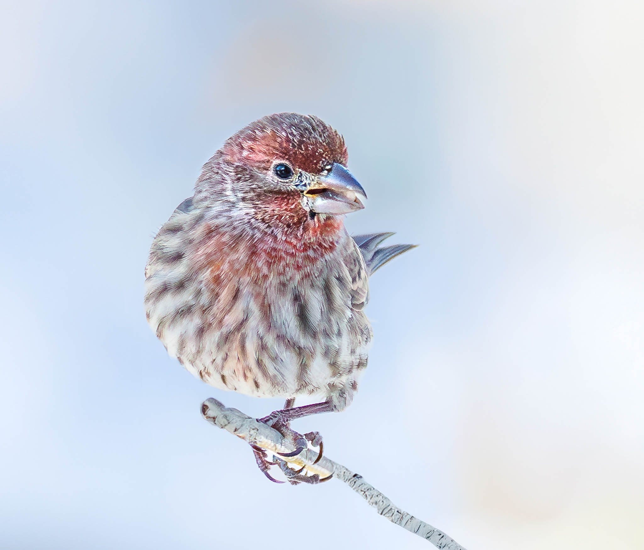 House Finch