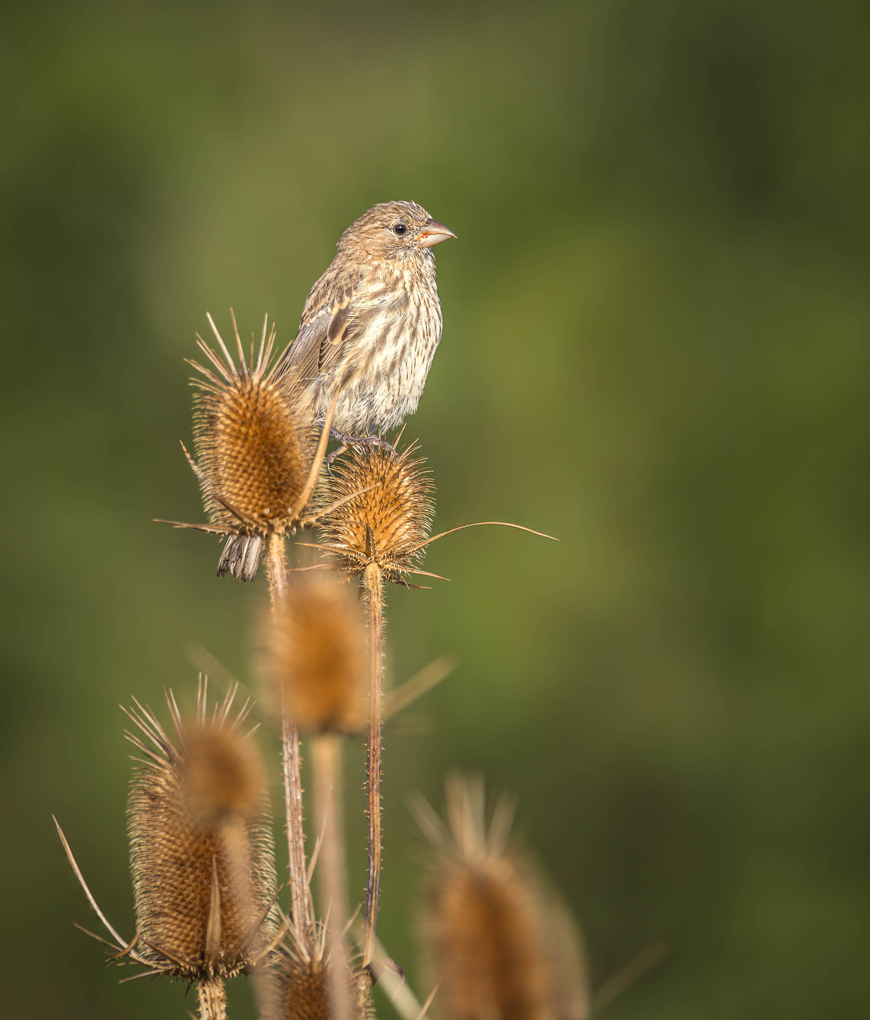 House Finch