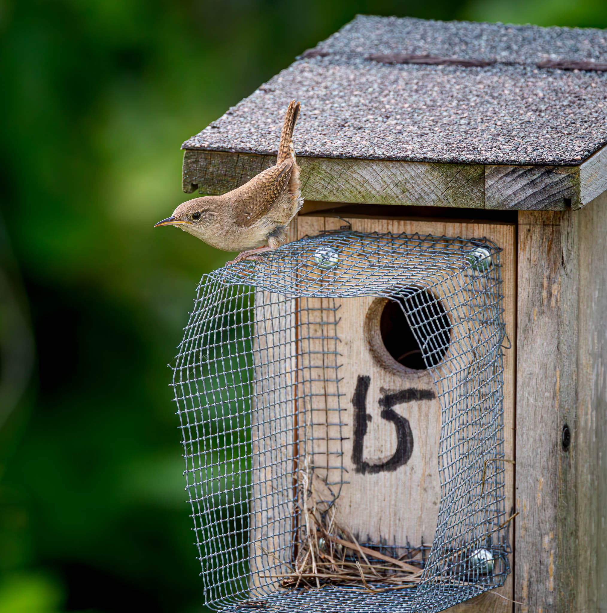 House Wren