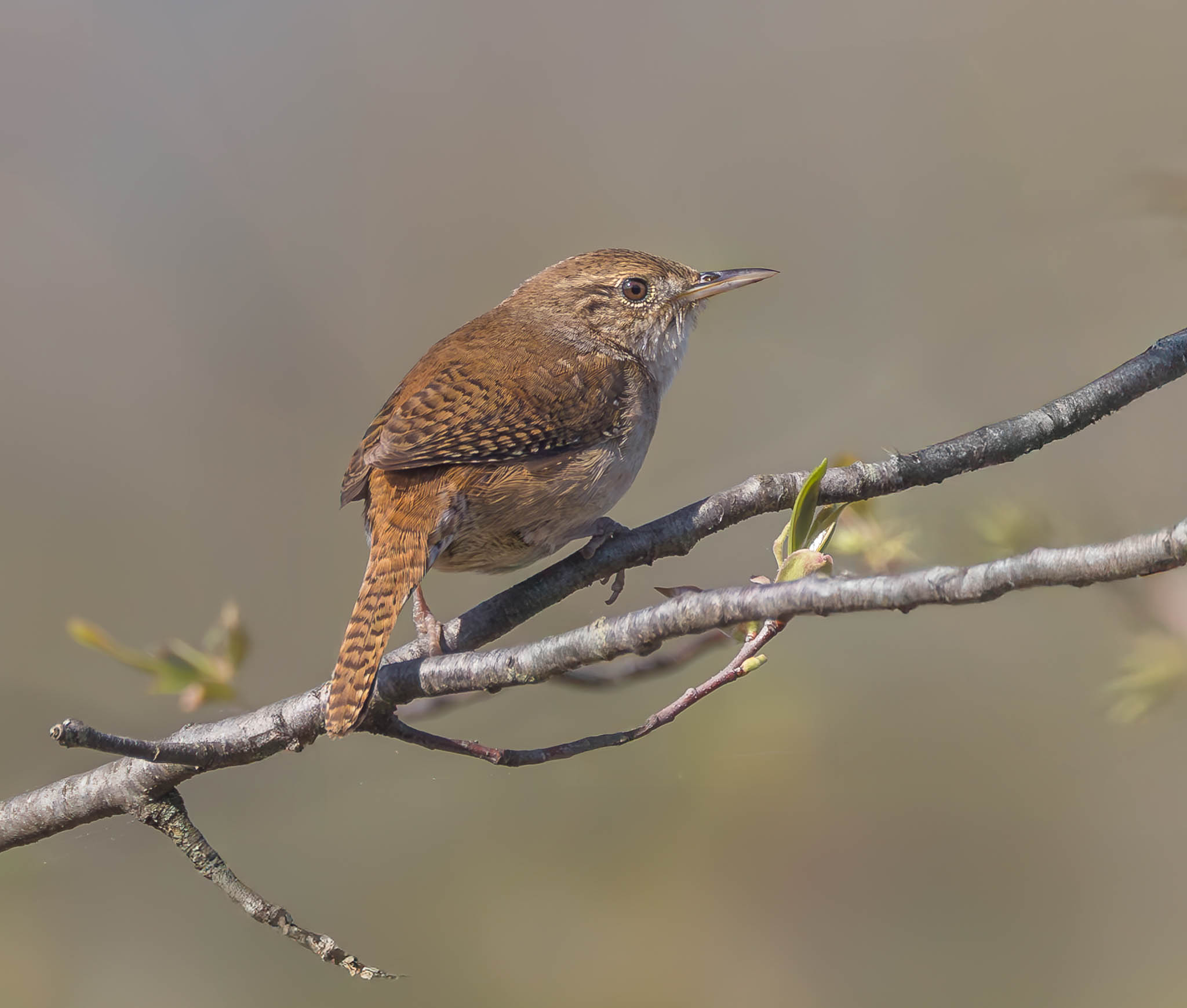House Wren