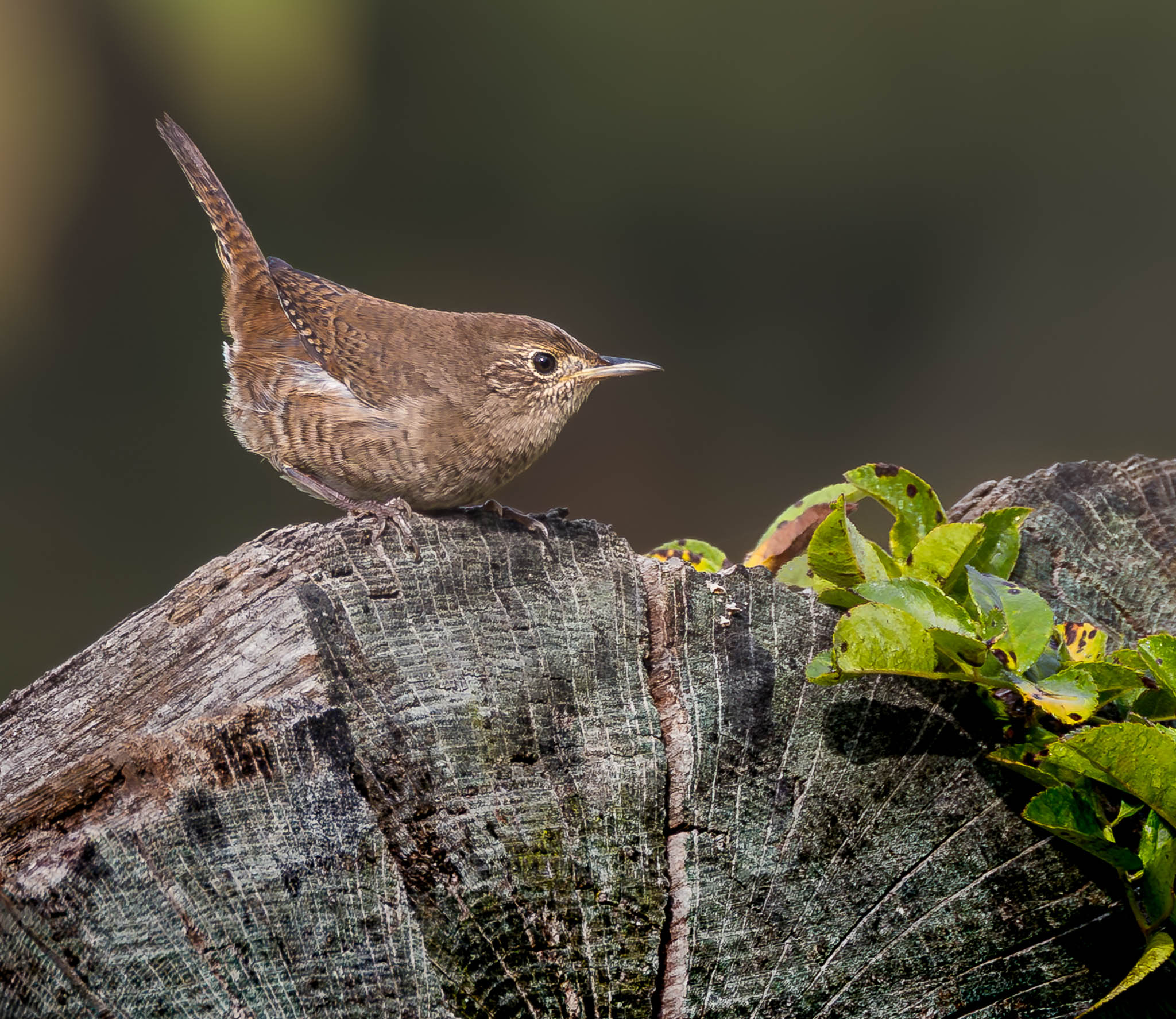 House Wren