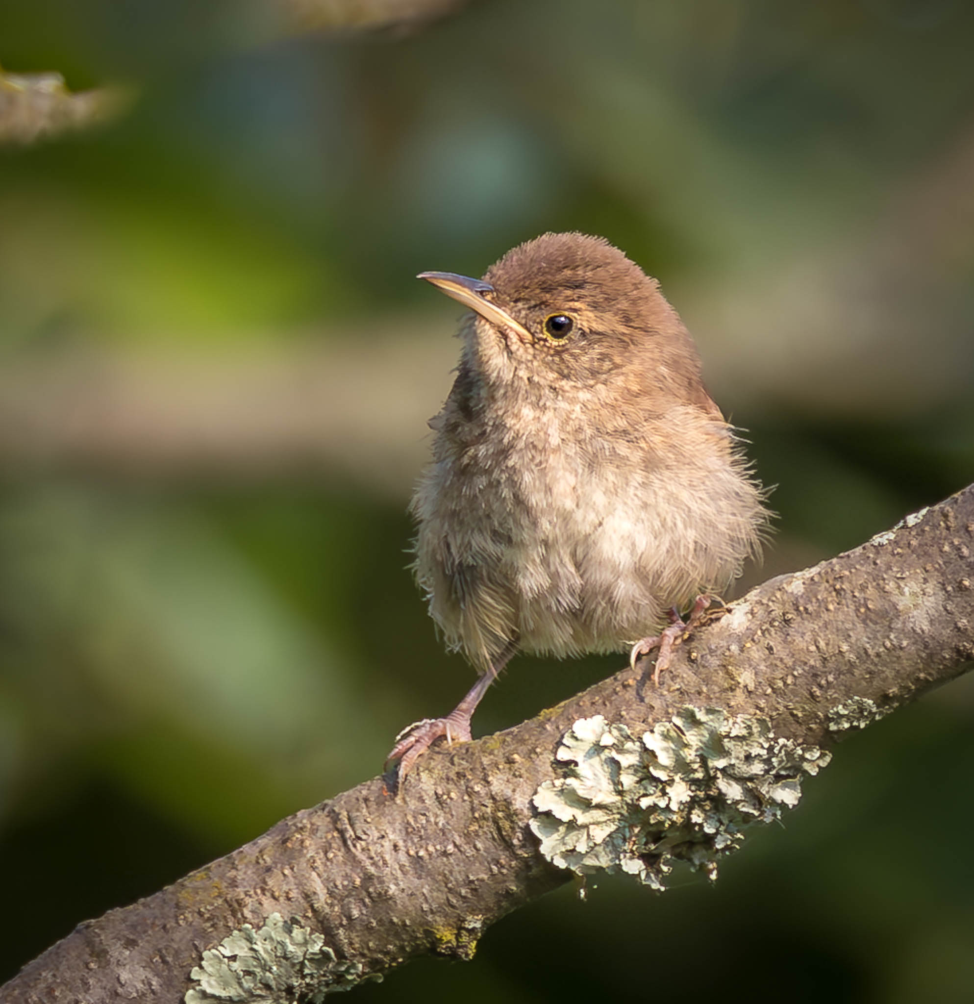House Wren
