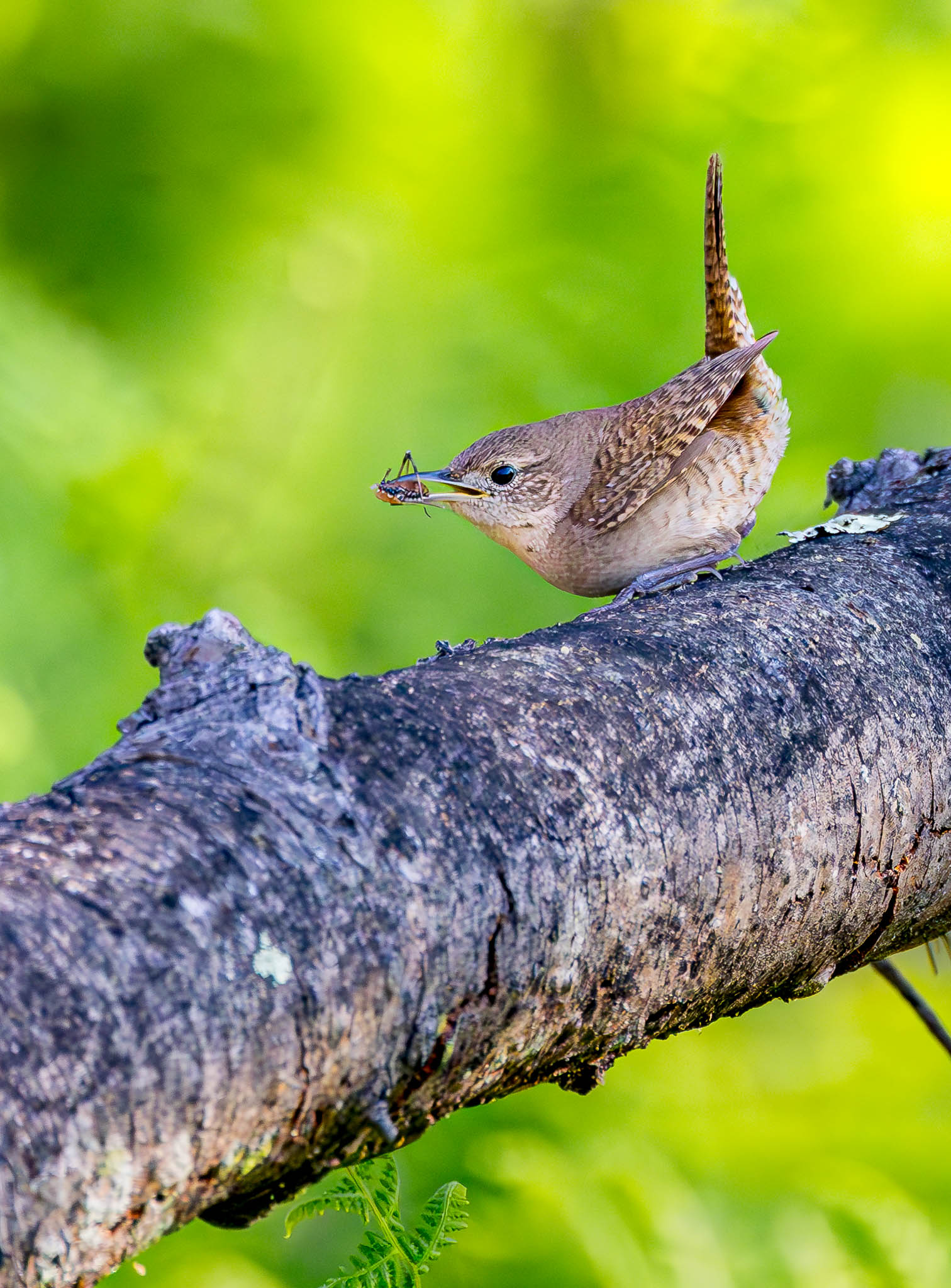 House Wren