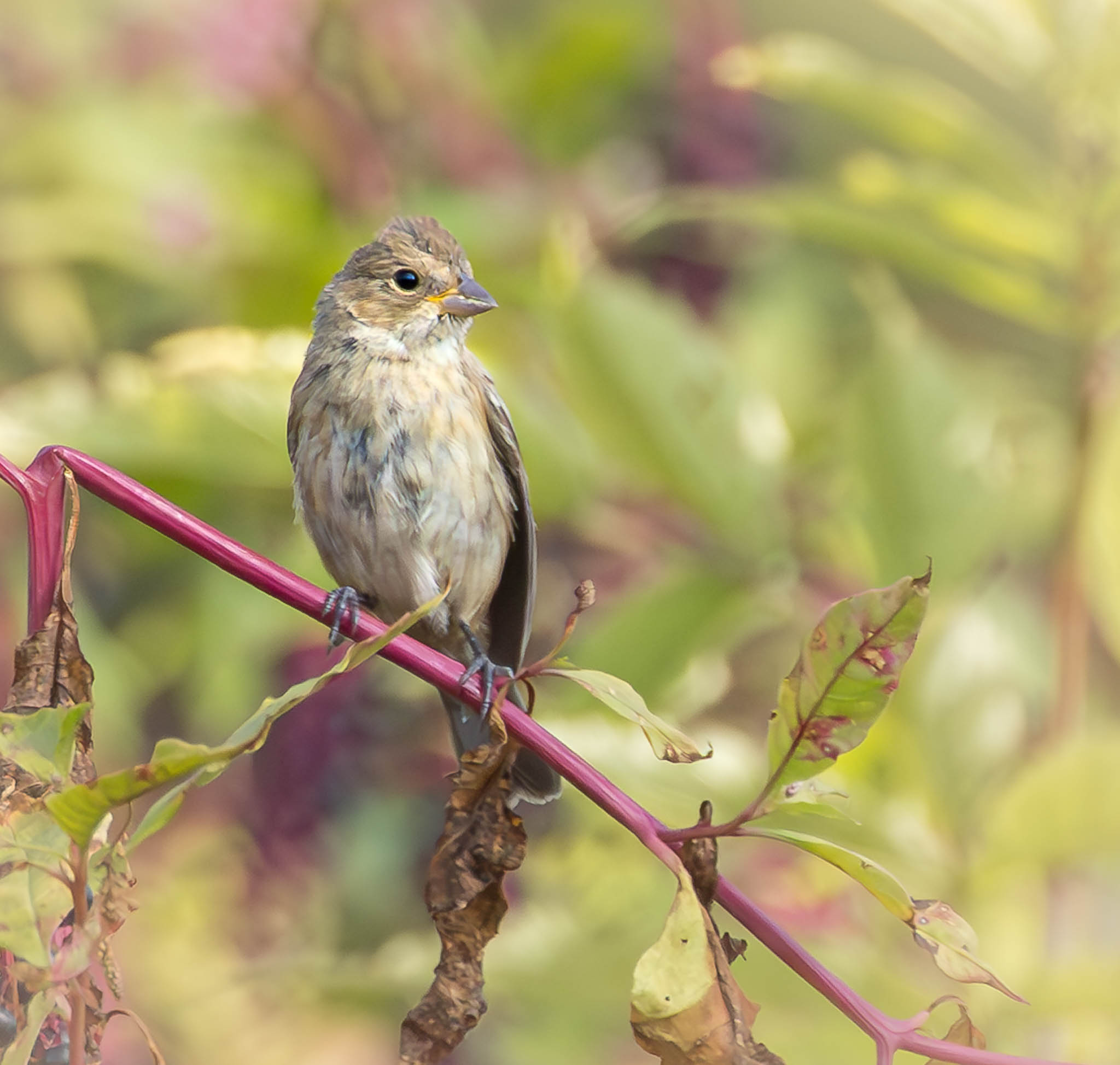 Indigo Bunting
