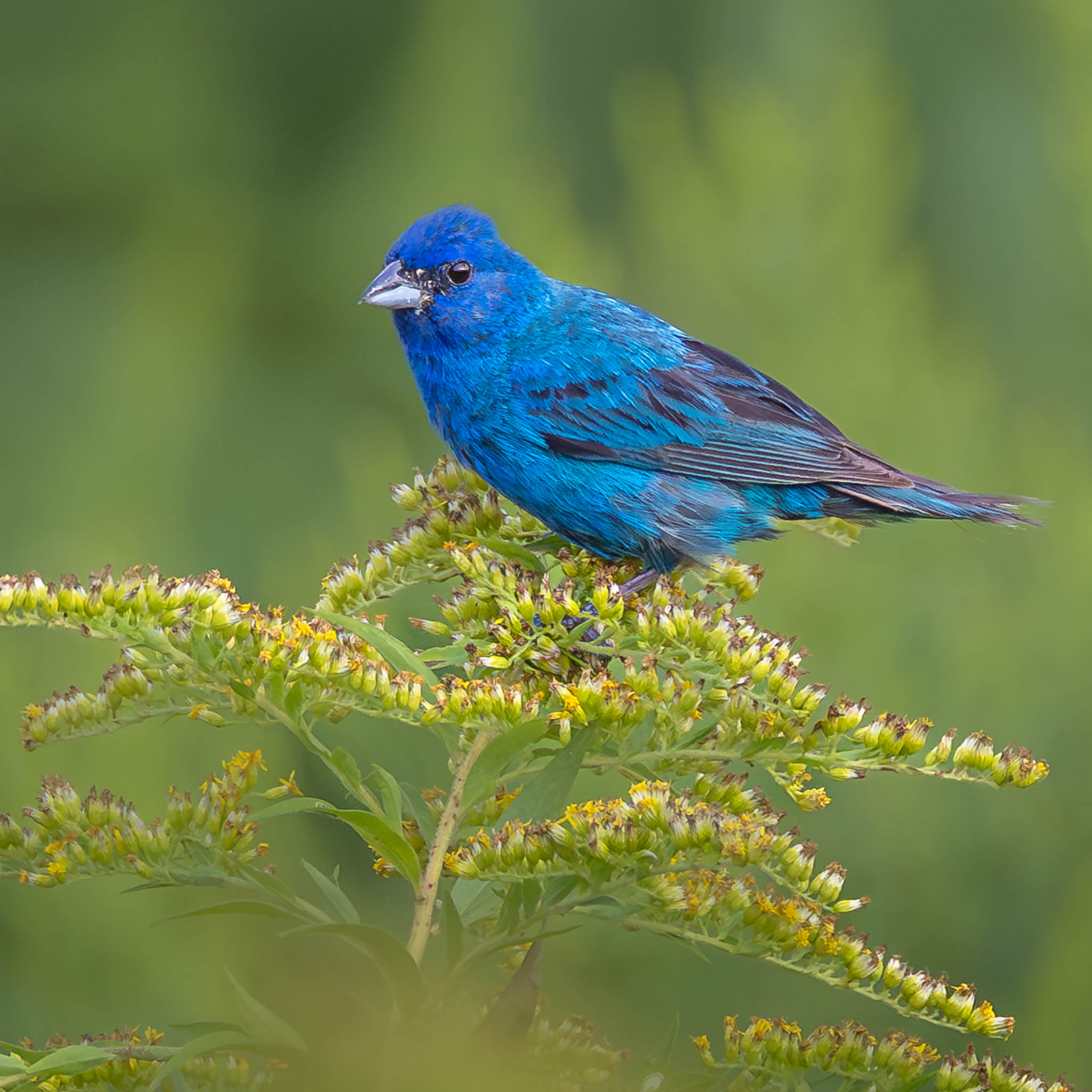 Indigo Bunting