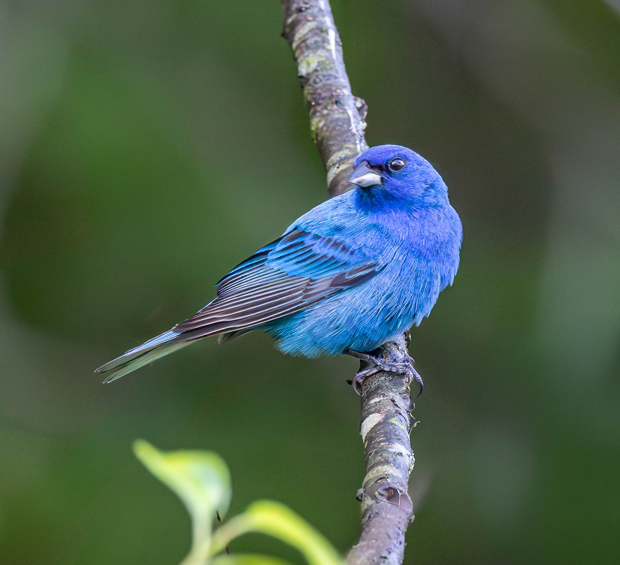 Indigo Bunting
