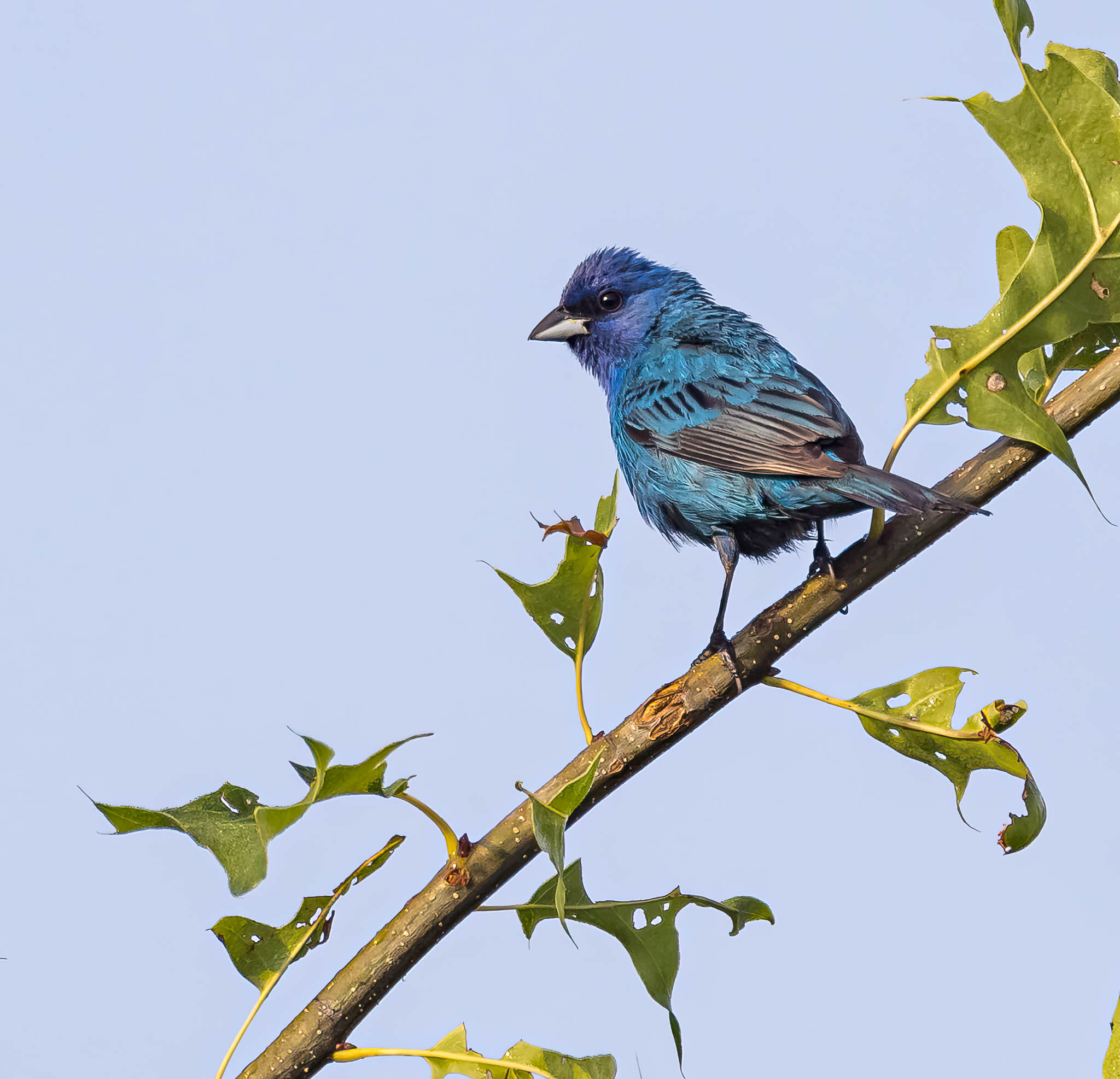 Indigo Bunting