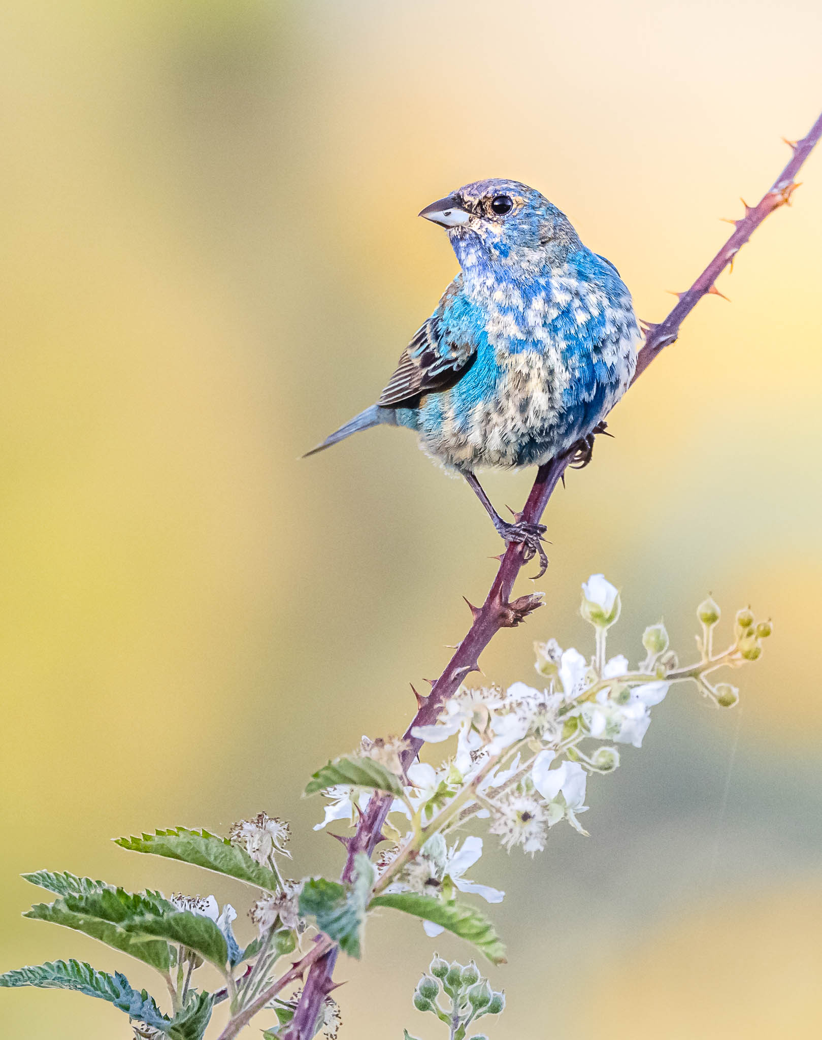 Indigo Bunting
