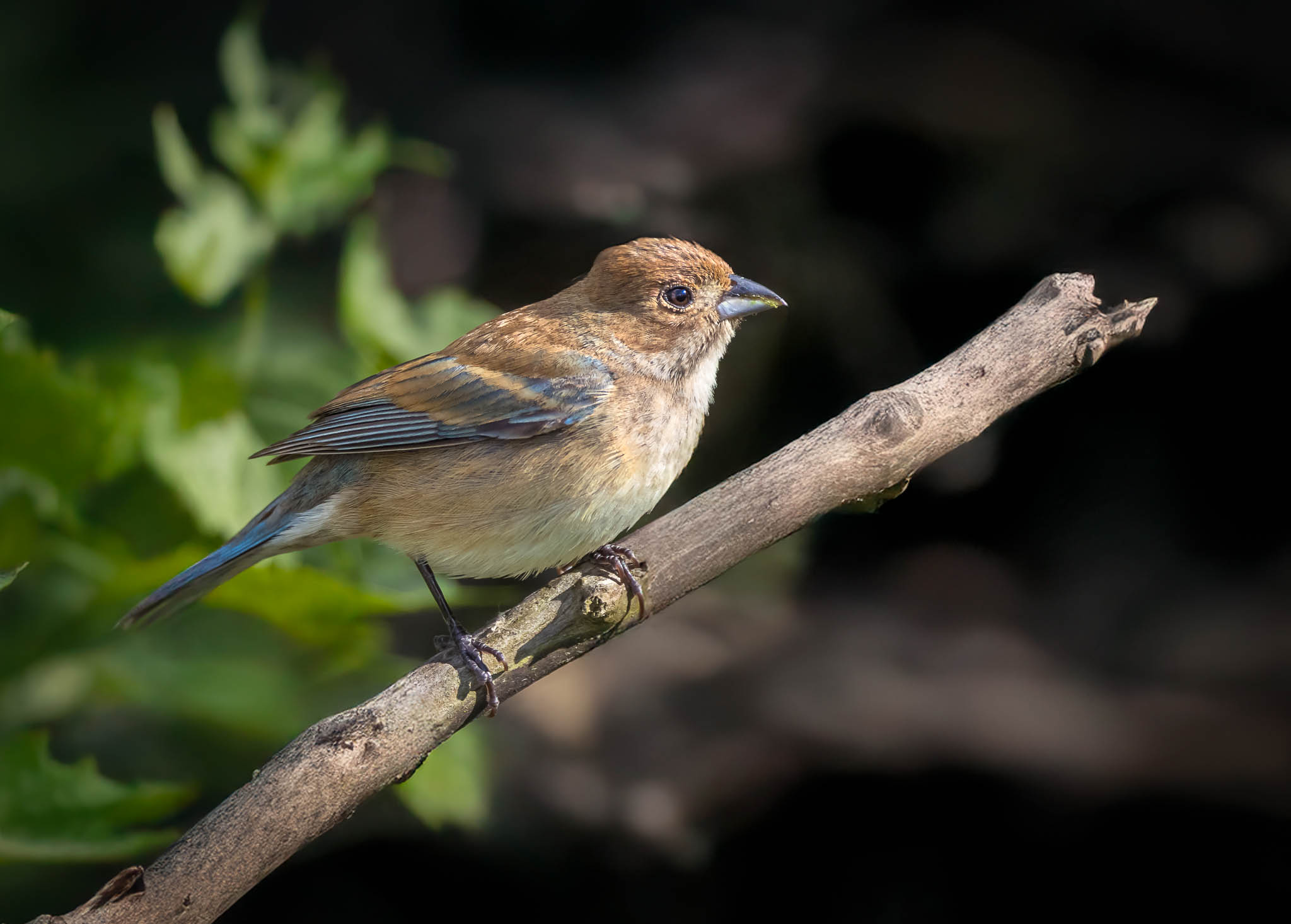 Indigo Bunting