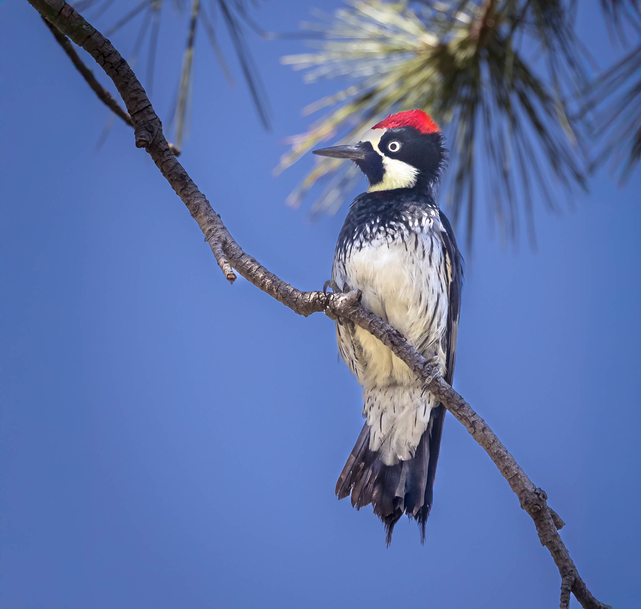 Acorn Woodpecker - The Clown of the Tree Trunk