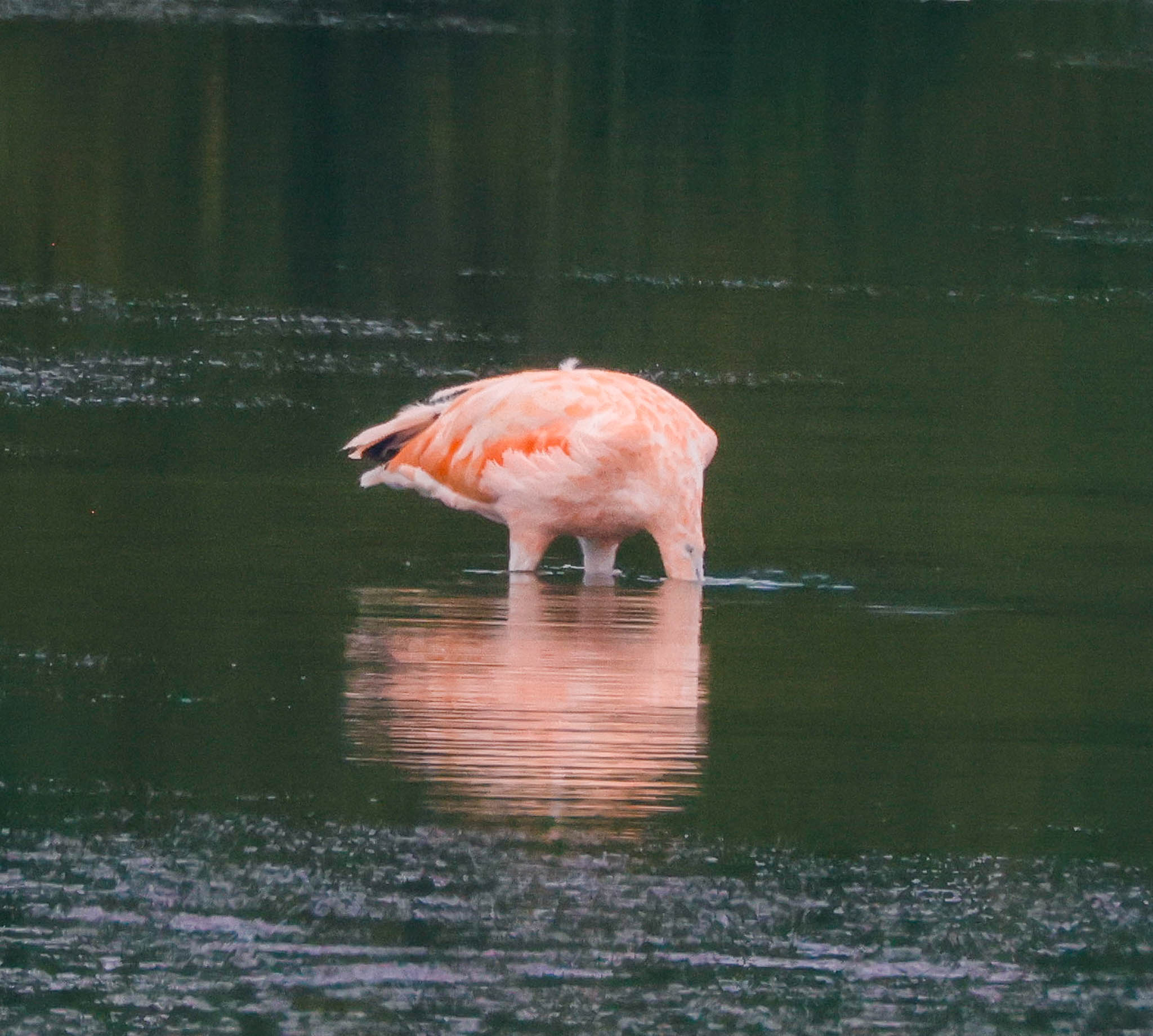 American Flamingo - Pretty in Pink