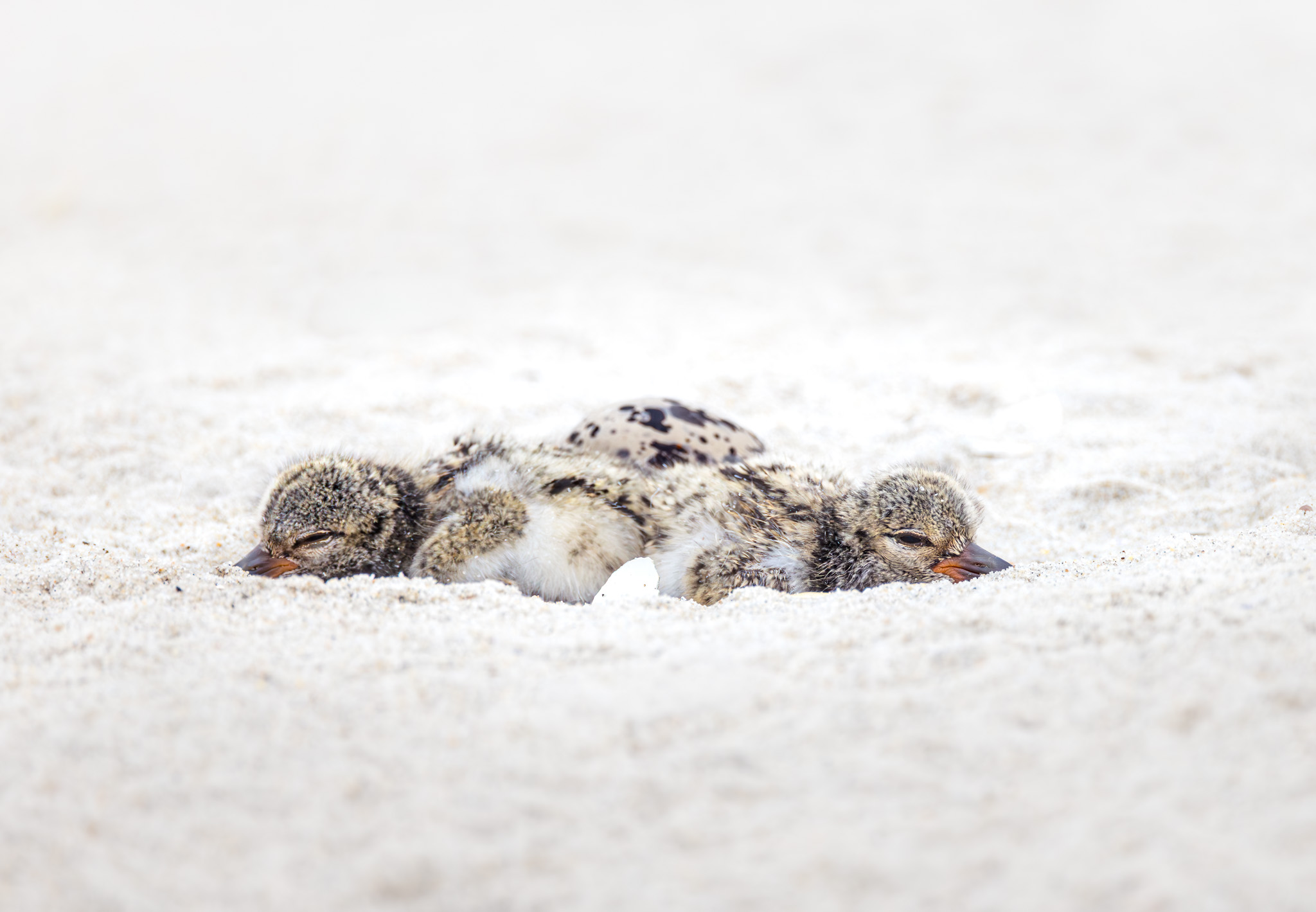American Oystercatchers - Born on the Beach